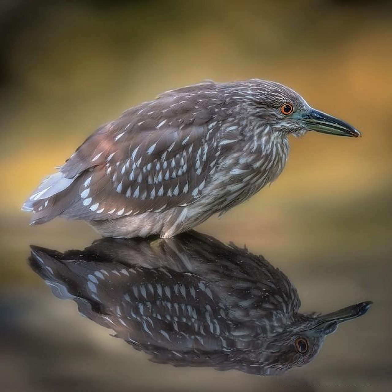 【鸟类主题摄影作品】 摄影师:maureen mackenzie