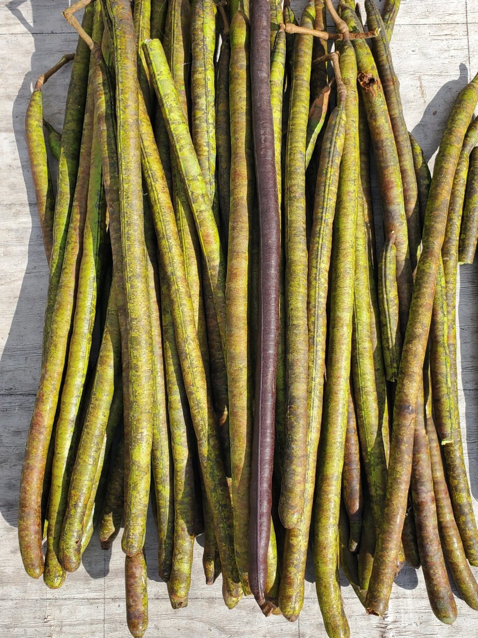 腊肠果种类很多,好多都不好吃,但有一种味道很不错,口感像皂角米,就是