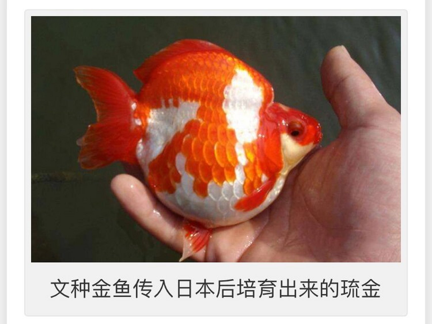 最早出现的真正金鱼品种—文种金鱼      现在一般将金鱼分为五大类