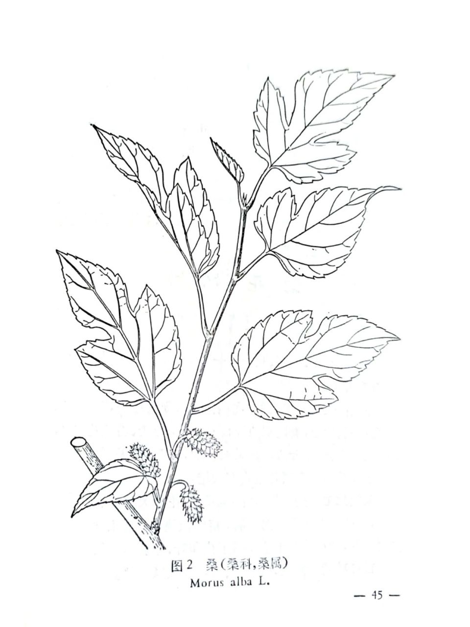 桑叶別名桑(植物名) 识别特征体态:落叶乔木,常或灌