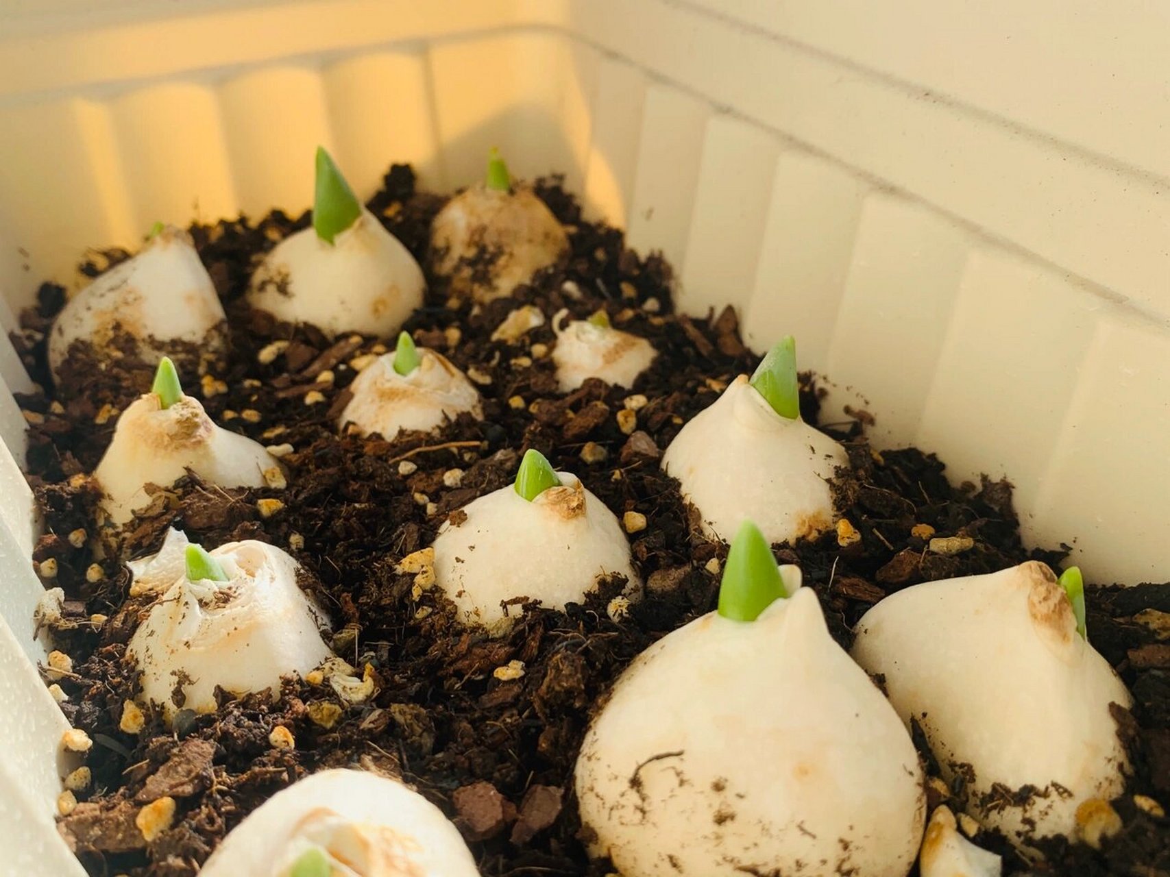 郁金香土培15天了～今天覆土了 只有一两个没有发芽,而且目前都比较