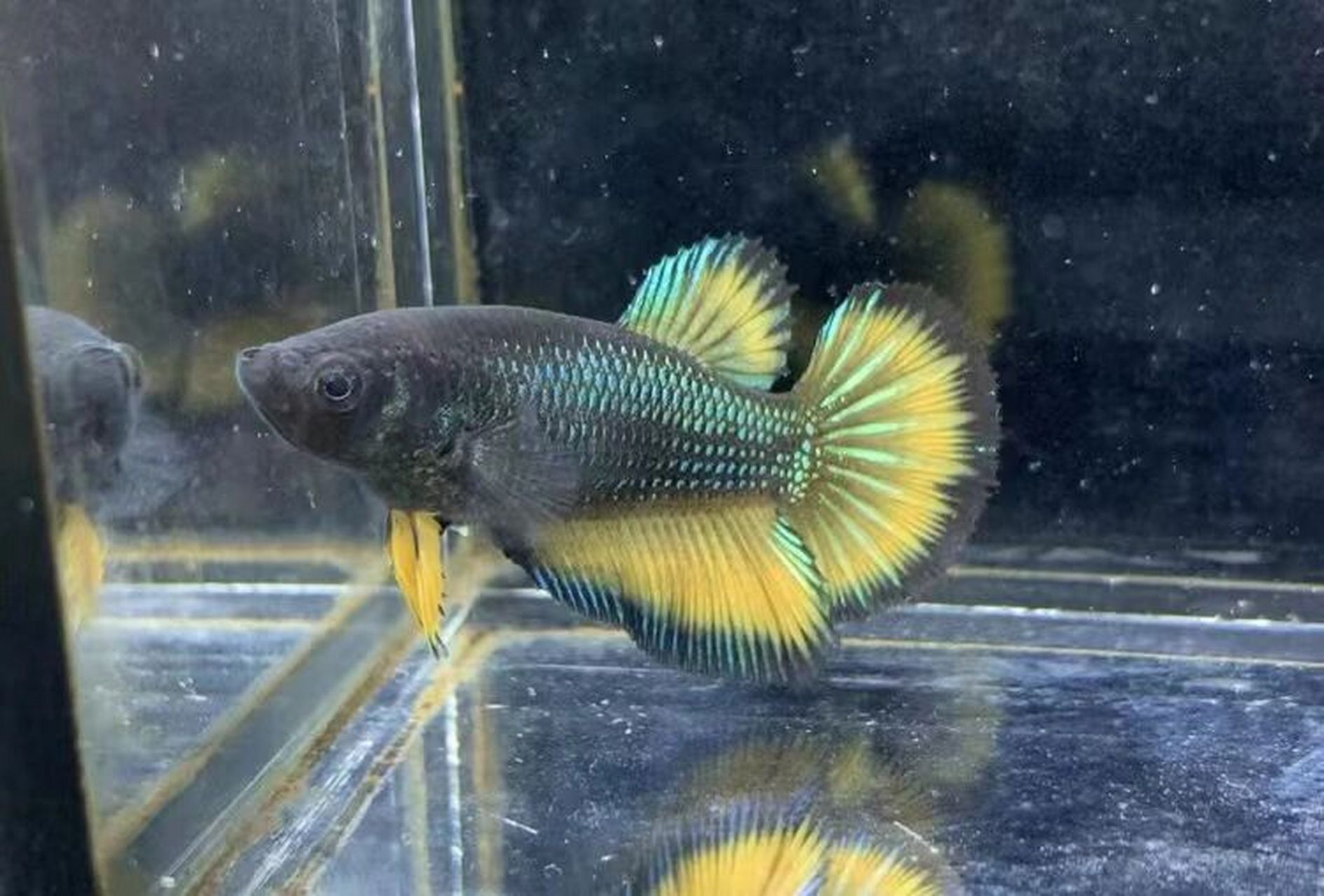 泰国斗鱼半月母鱼可以混养放在一起太香了7515 4cm左右的小母鱼