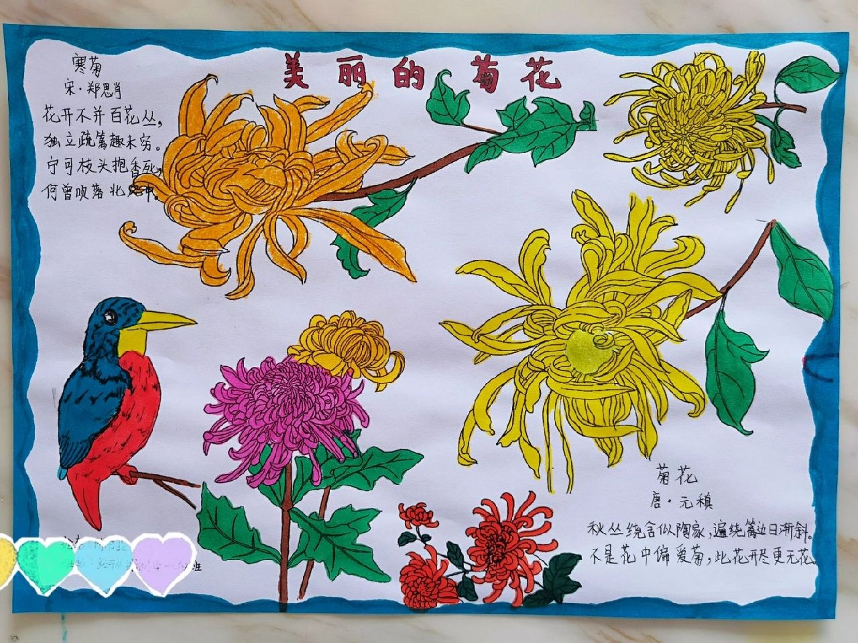 美丽的菊花手抄报小学生
