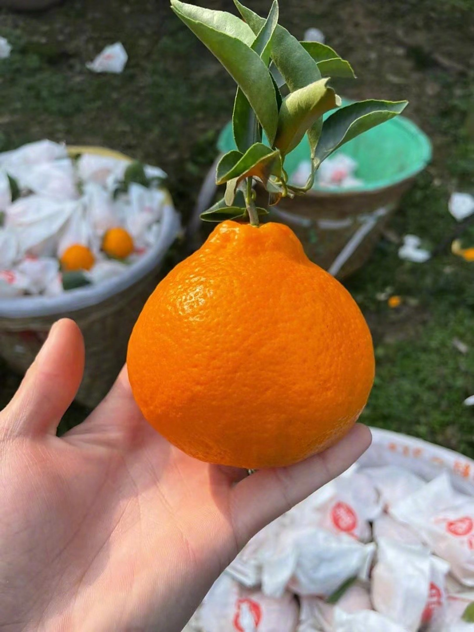 春见一天能吃几个(一天能吃多少香椿)