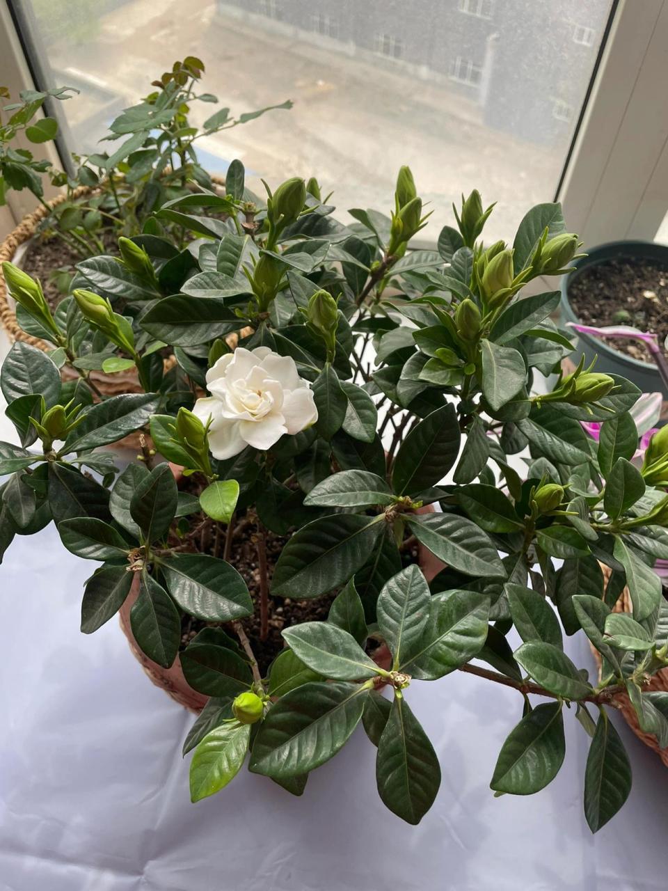 栀子花修剪接受不到光的枝条叶片修剪掉 才知道自己买了激素苗,不过