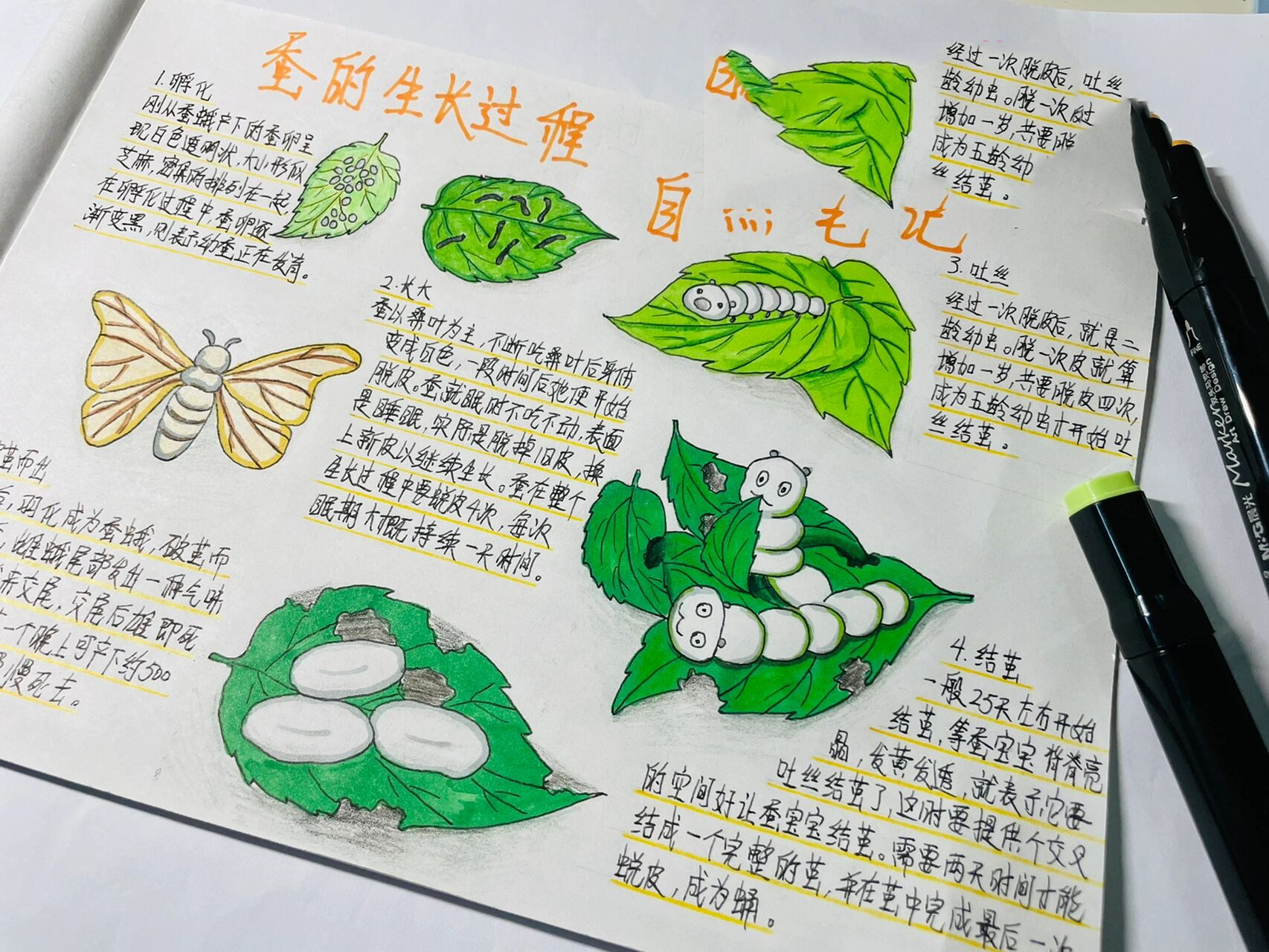 原创自然笔记-蚕的生长 蚕从卵到蚕蛾大约需要50多天,生命如此短暂.