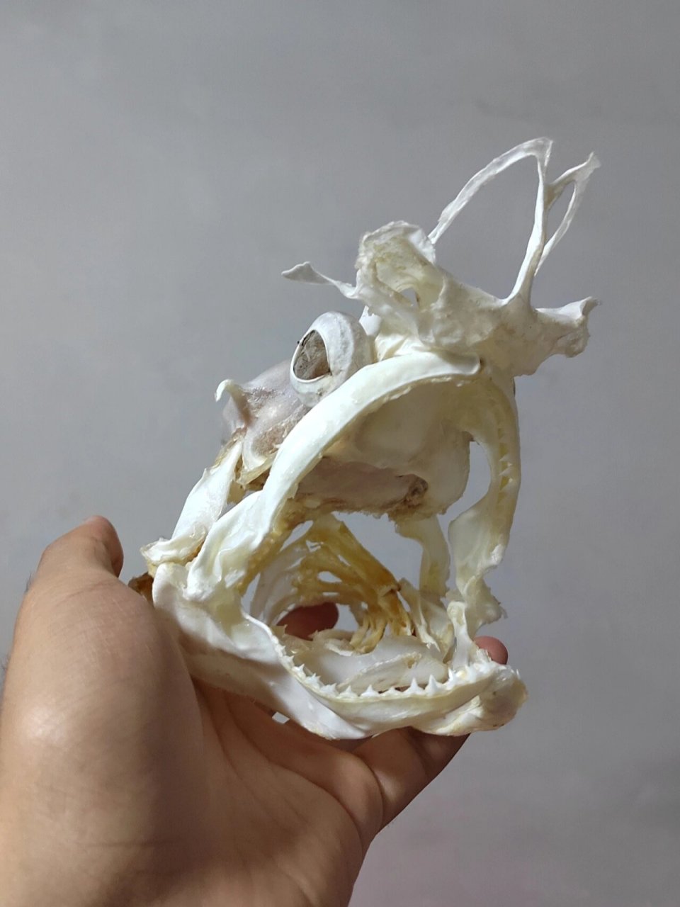 头骨和原本样子完全不一样的鲨鱼 短尾真鲨,山东沿海常见的鲨鱼,就算