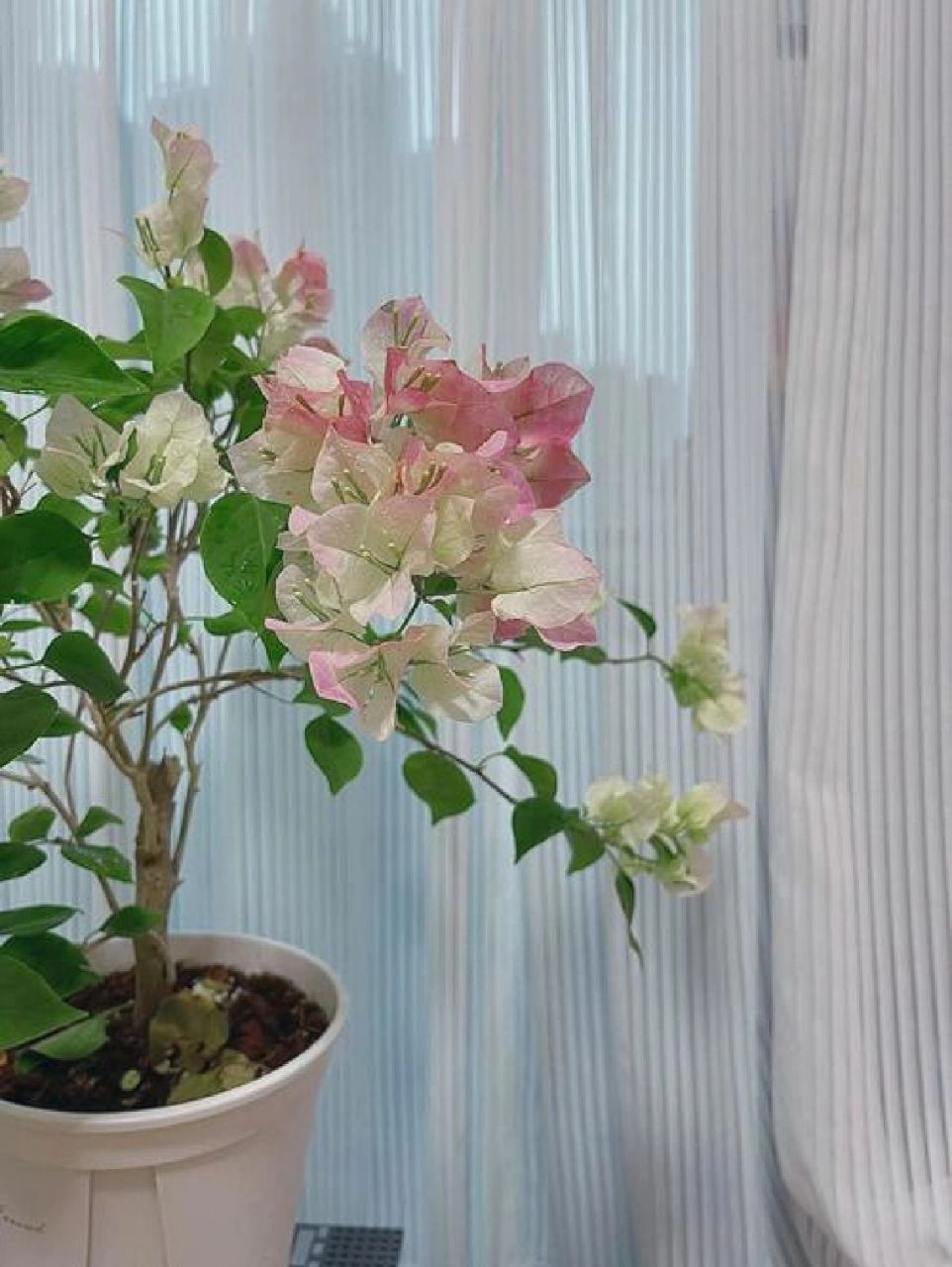 三角梅的花语和寓意 热情 三角梅的花朵十分艳丽,有艳红色,玫红色