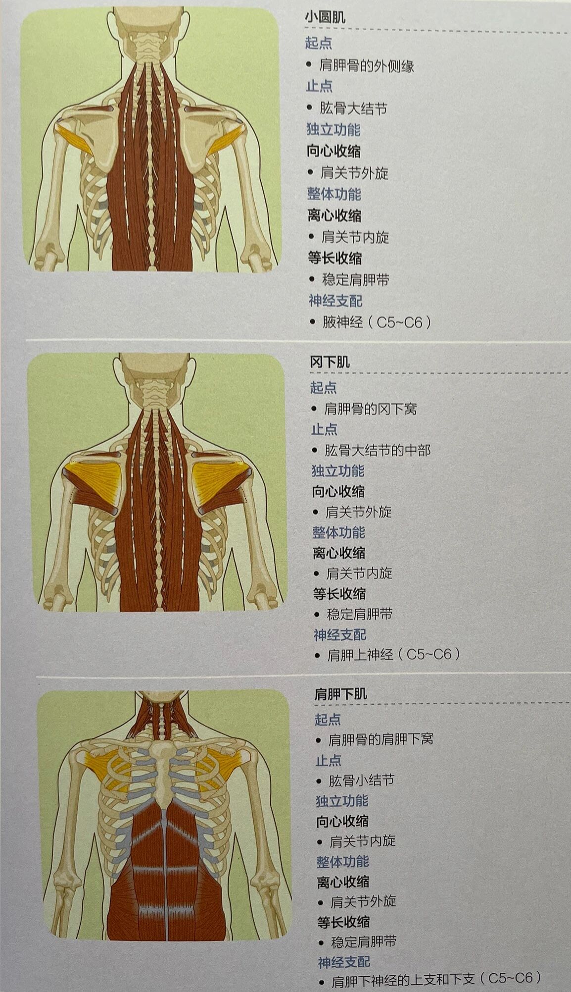 肌肉功能解剖学背部肌群