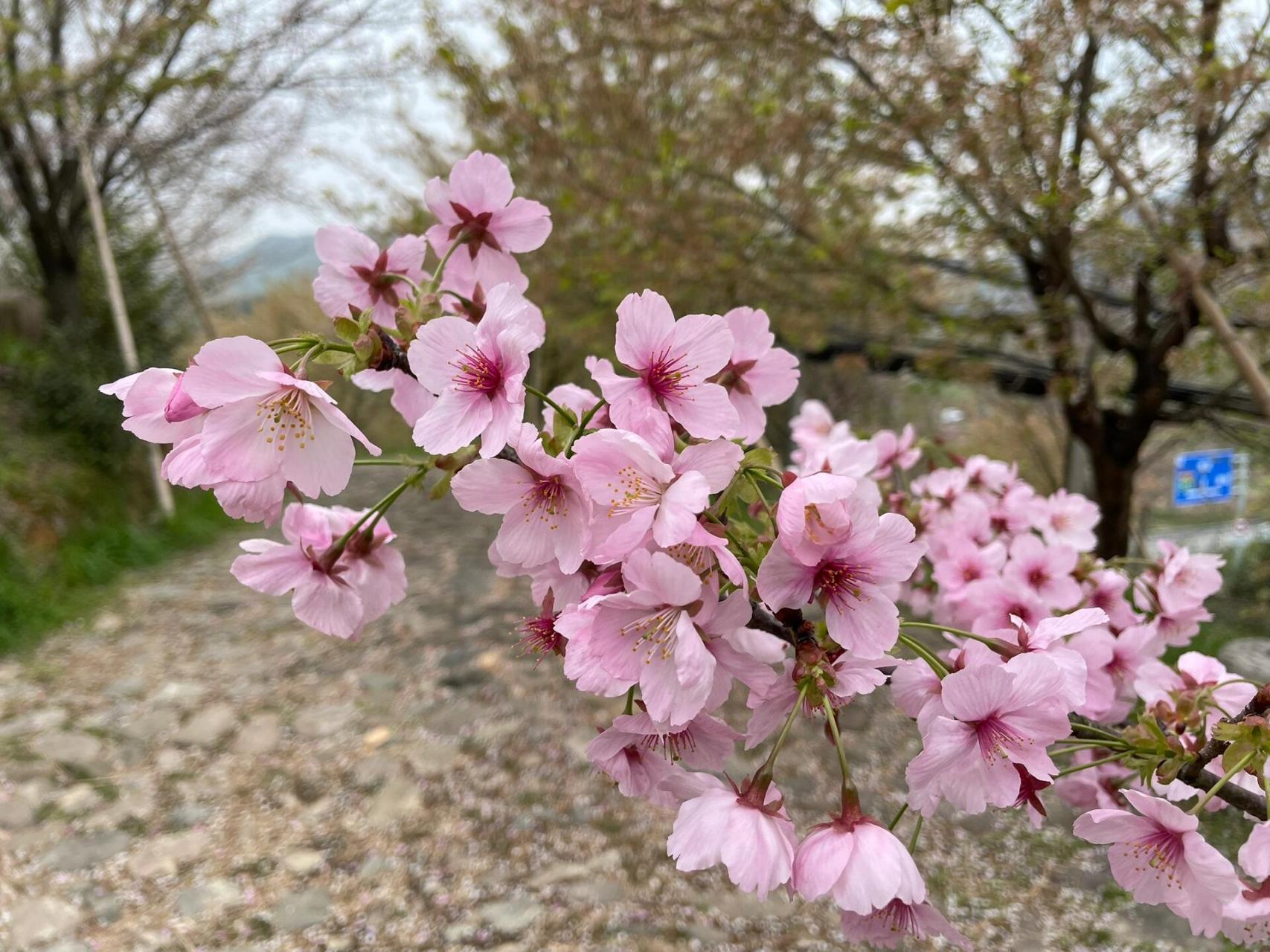 杭州余杭浪漫樱花谷图片