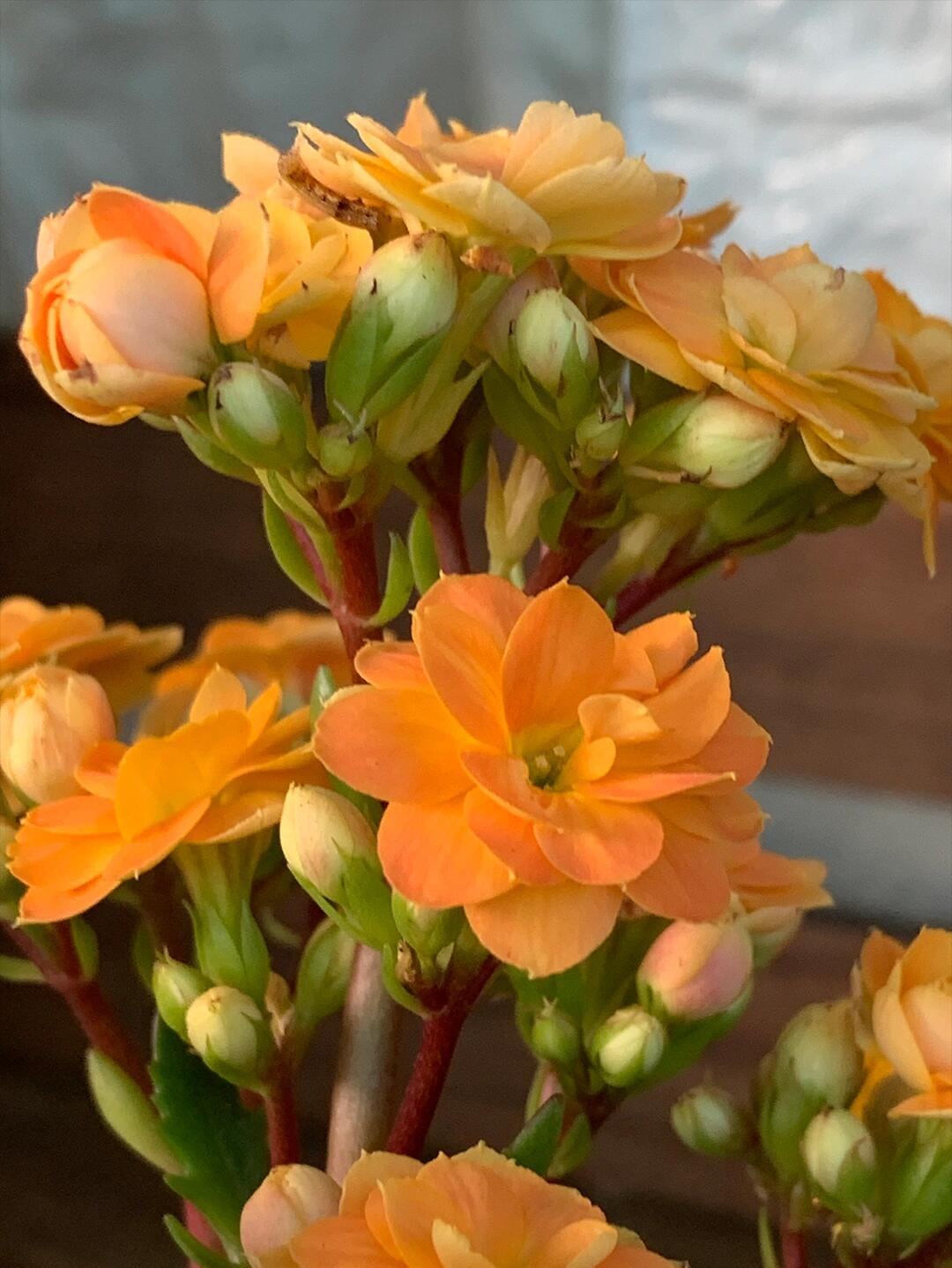索尔丹长寿花(20),花开花色,羽叶