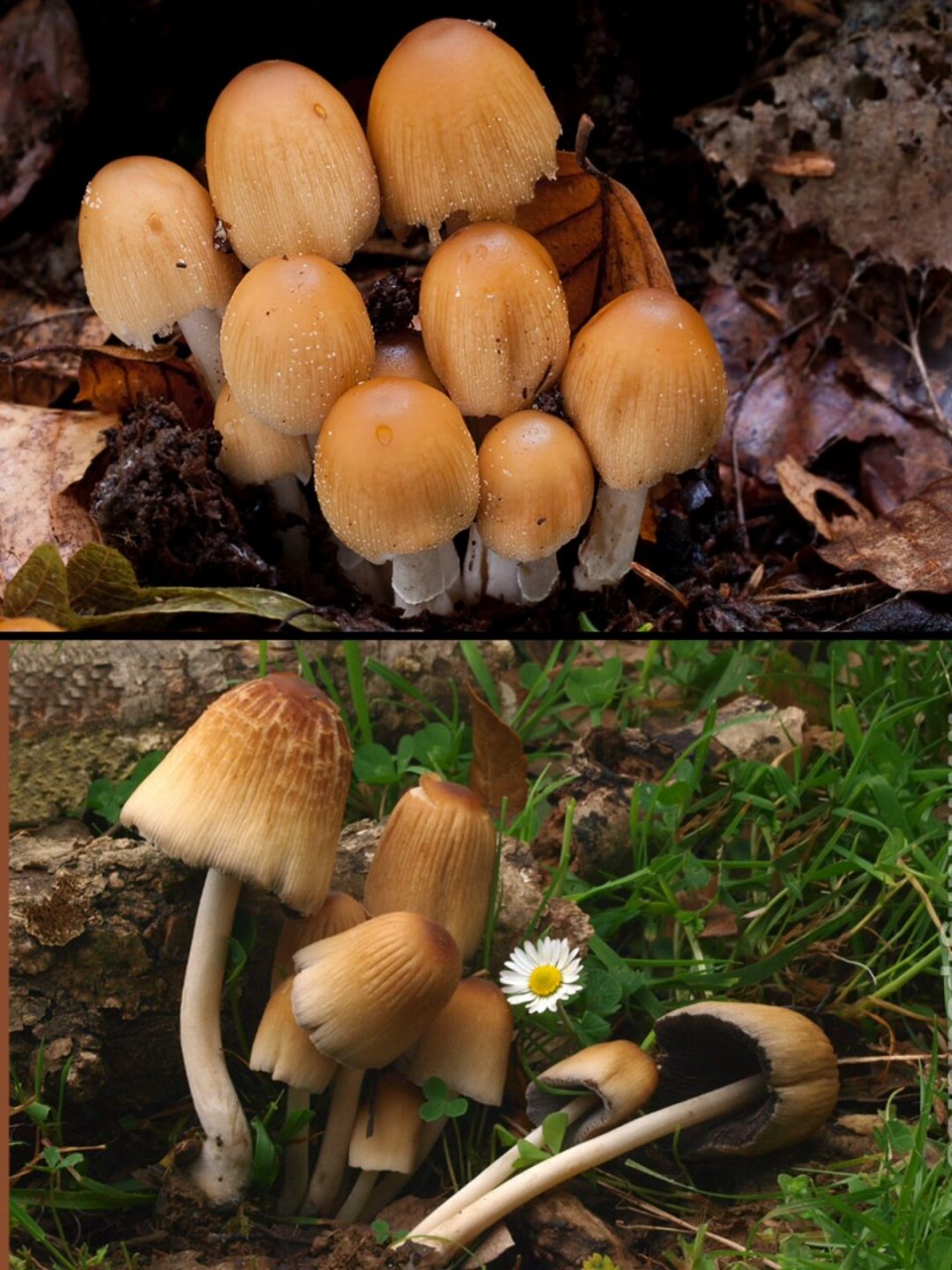 94中文名:晶粒小鬼伞,晶鬼伞,狗尿苔 拉丁学名:coprinellus mica