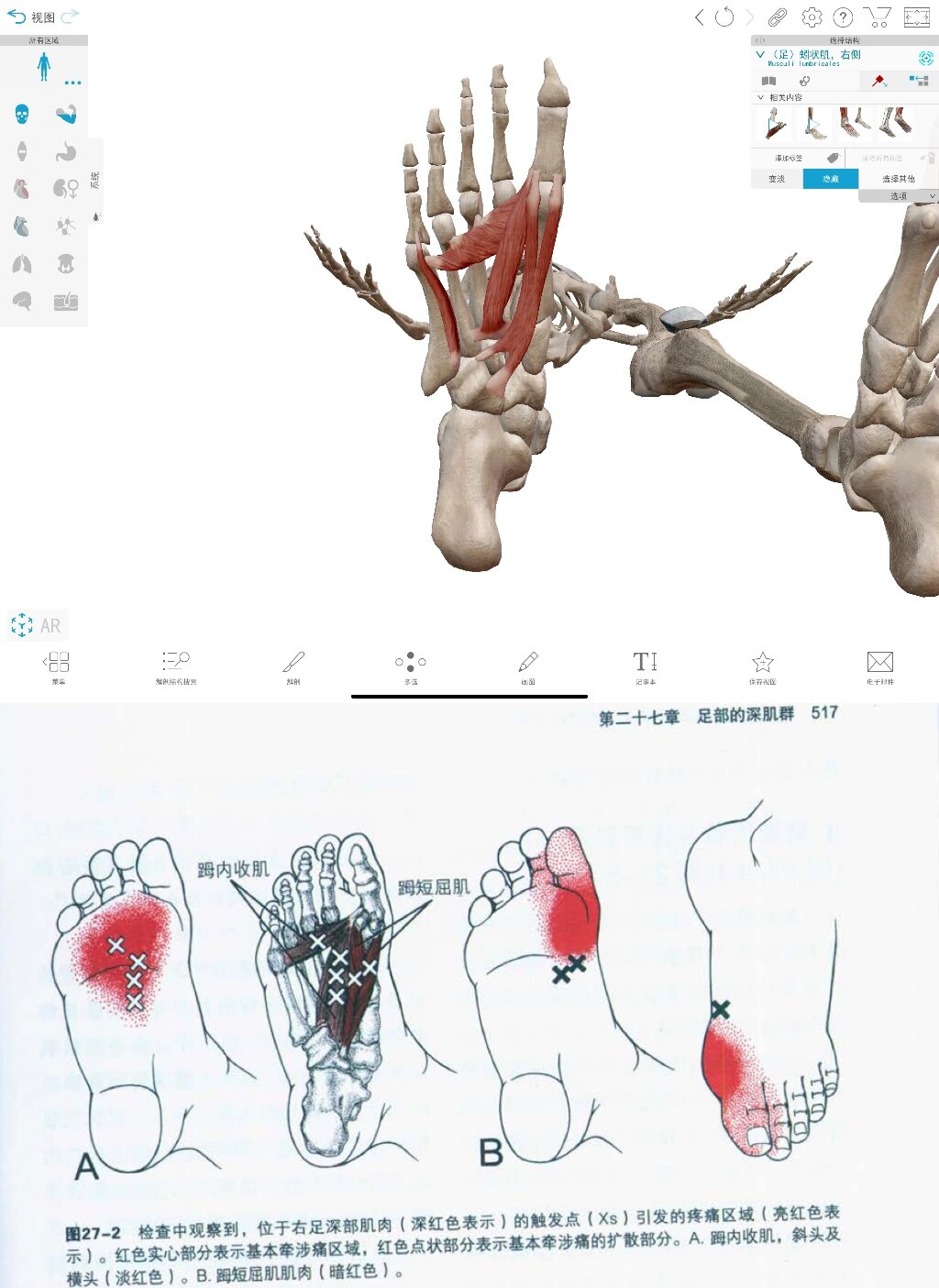 97.足部的深肌群
