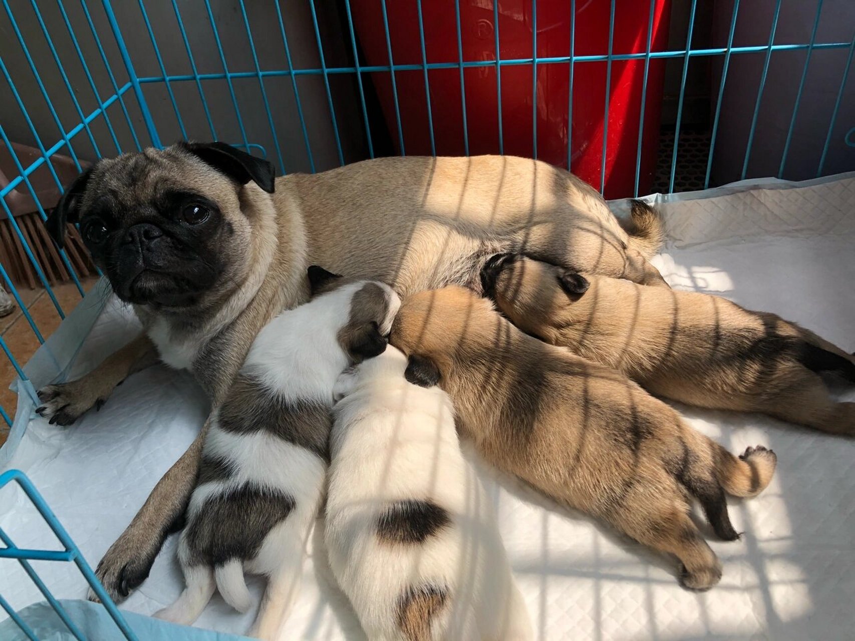 巴哥和泰迪的串串,出生一个月还挺好看的