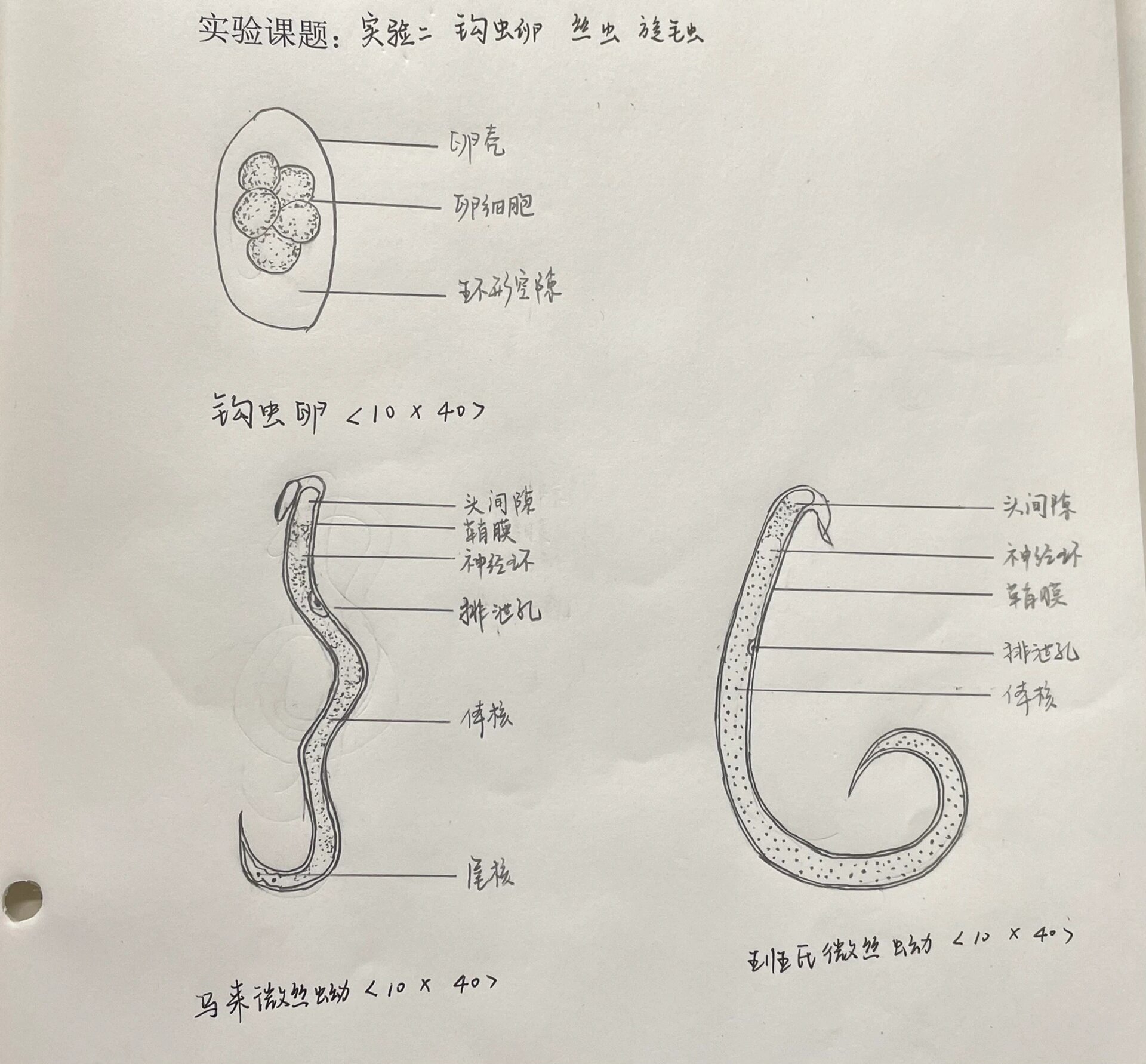 蛔虫的结构简图图片