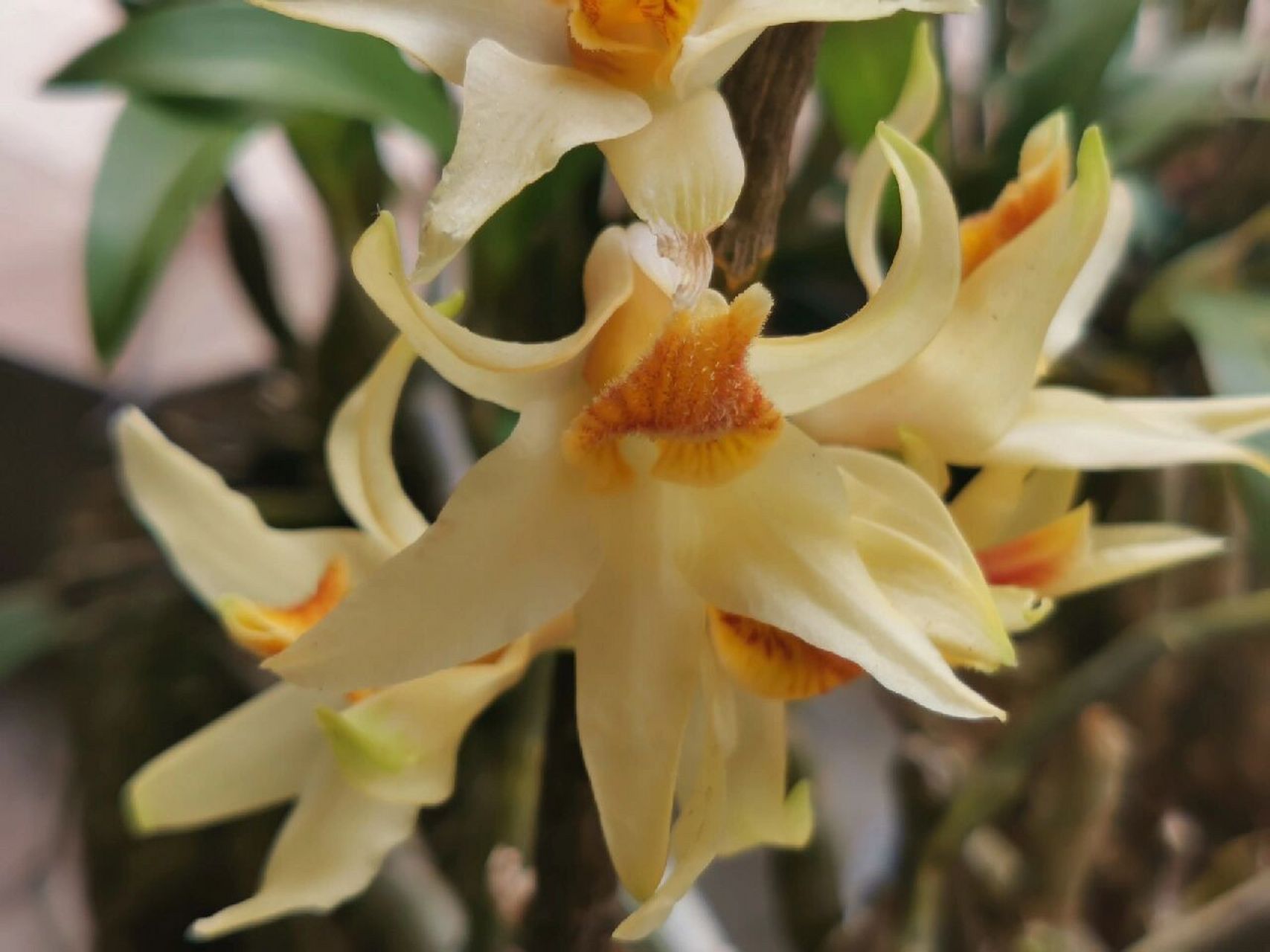 石斛兰之尖刀唇石斛 尖刀唇石斛,这板估计是处理苗子,带花苞来,生长性