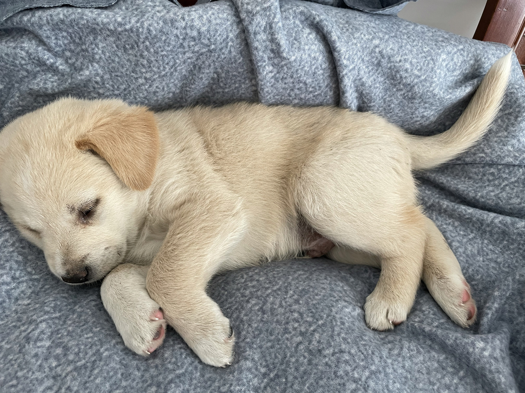 一个月的拉布拉多幼犬怎么养 第一次养狗,请问的姐妹们有什么注意事项