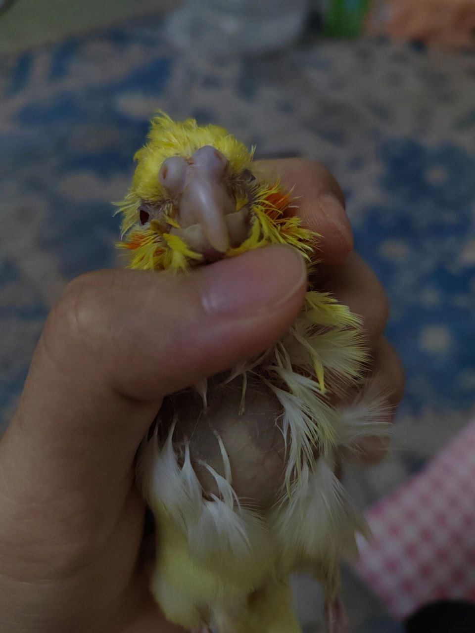 玄凤鹦鹉念珠菌感染用药参考 给大家分享我家小鸡的用药,应急所用.