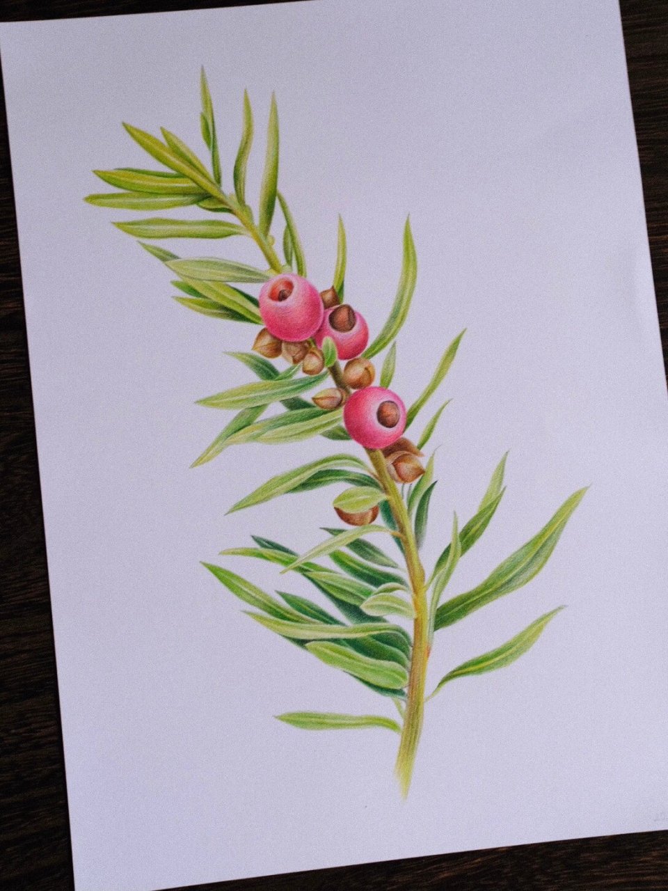 彩色铅笔画|红豆杉 临摹《植物绘》 珍稀的相思树