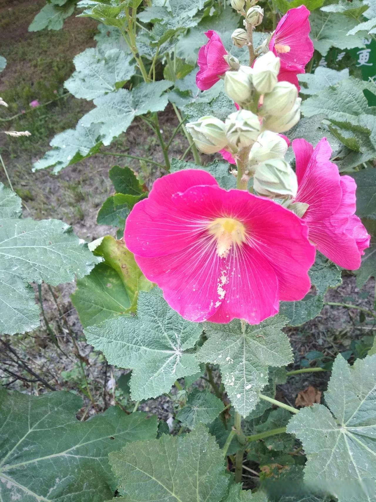 麻杆花 夏日随手拍 今天刷到朋友的文章才知道这叫麻杆花.