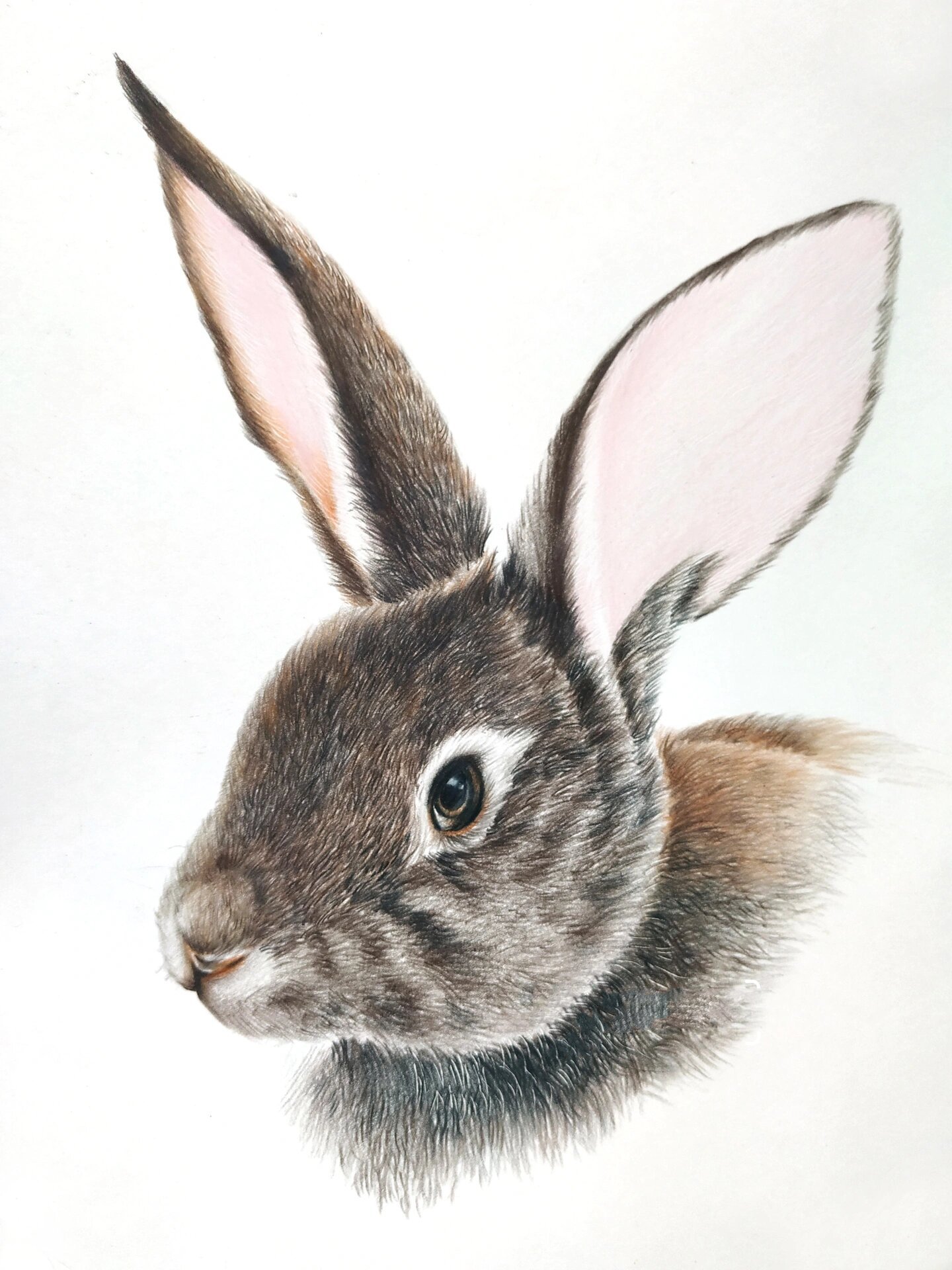 彩铅手绘  | 超细腻的彩铅手绘·临摹素材