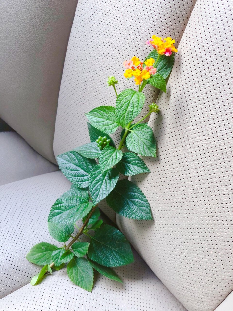 想不通这么好看的花 我们这里却叫它猪屎花狗屎花[失望]