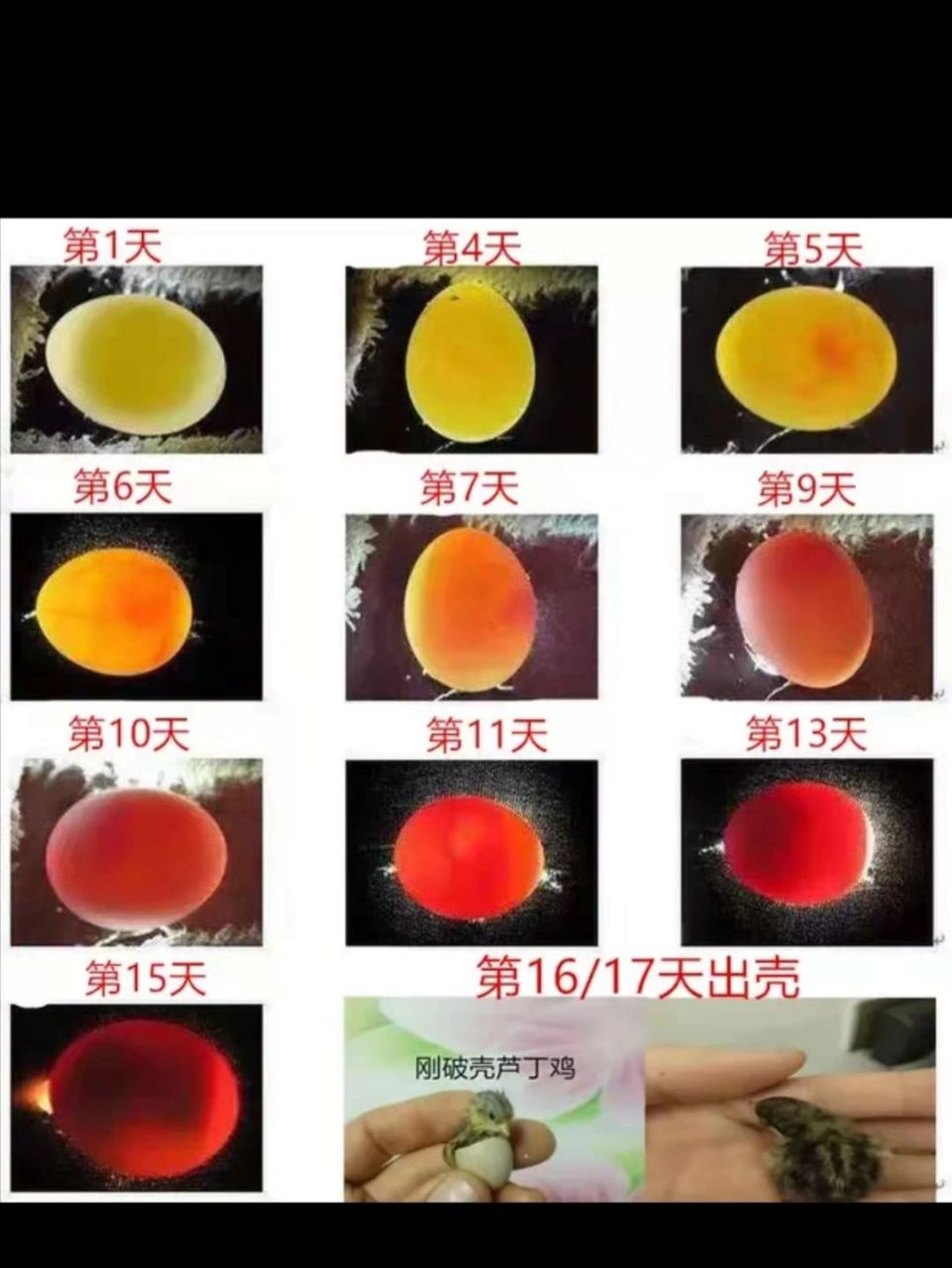 准备一个水床孵化器,温度设置为37.