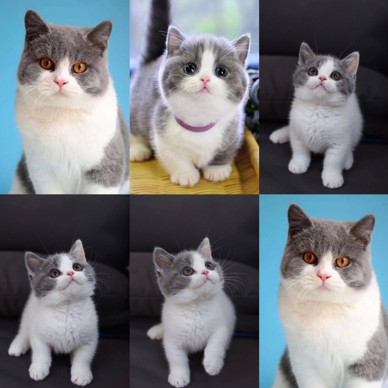 蓝白的优缺点……98 蓝白来喽～|||英短蓝白优缺点78 优点: 166