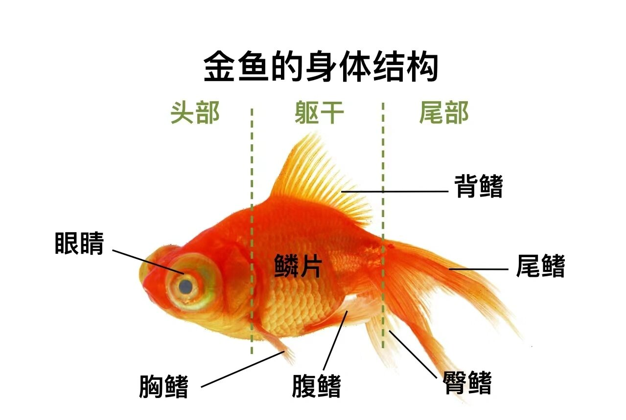 鱼结构 素材图片