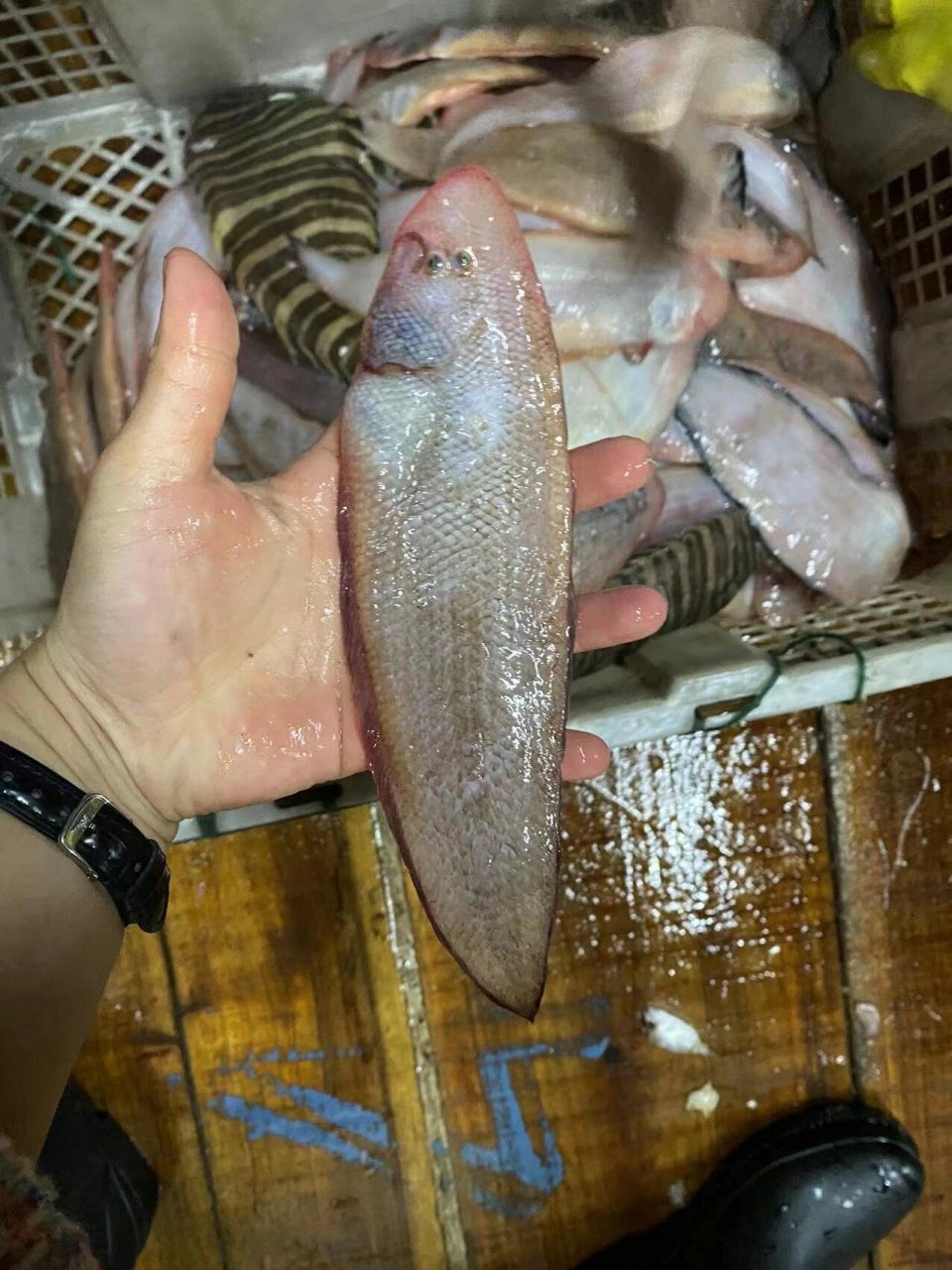 龙利鱼 | 容易被人忽悠买错的鱼 9999龙利鱼是海鱼,是鲽形目-舌鳎