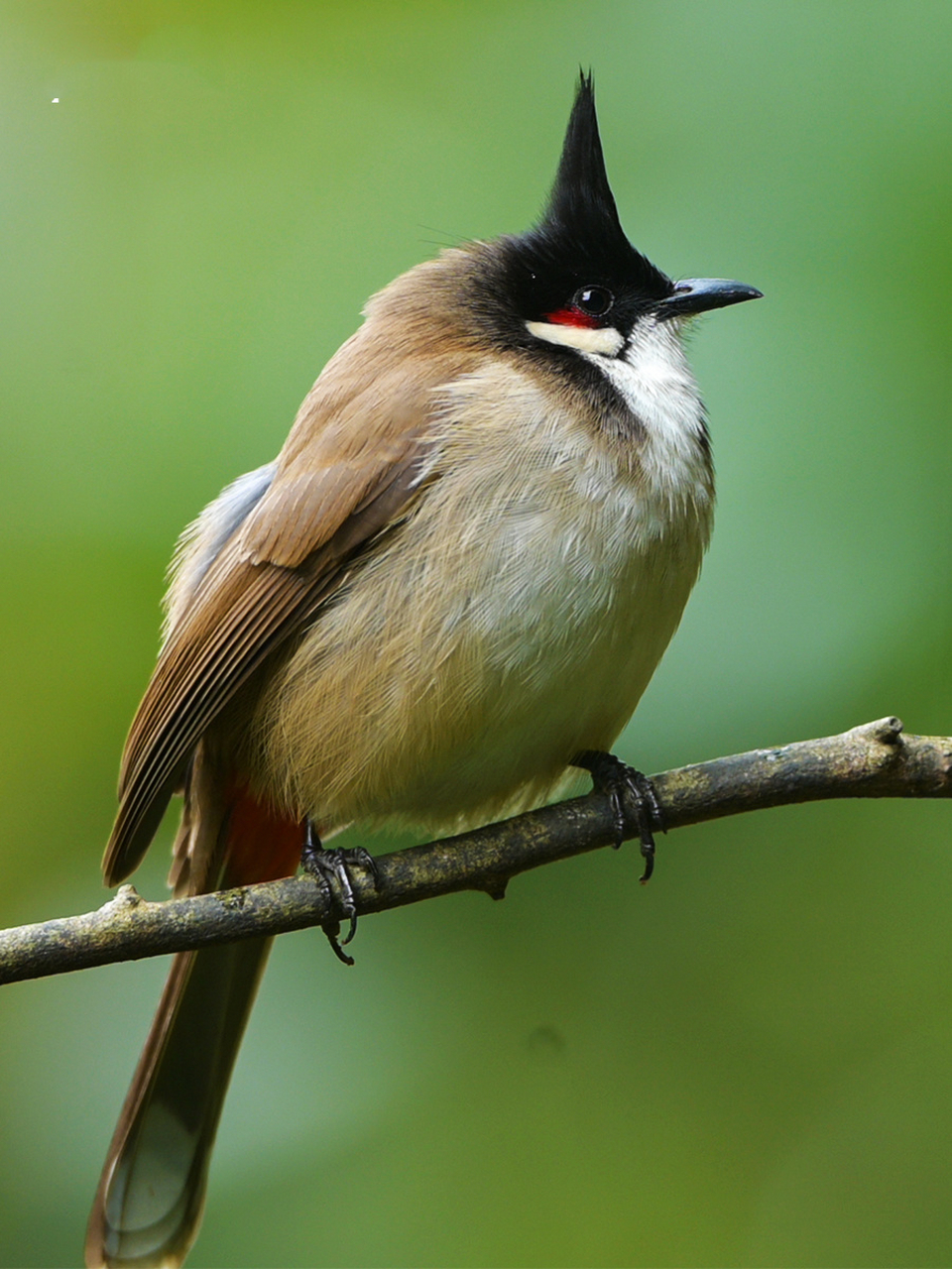 逐野观鸟活动| 自带腮红的红耳鹎 红耳鹎这种鸟类其实是在南方比较