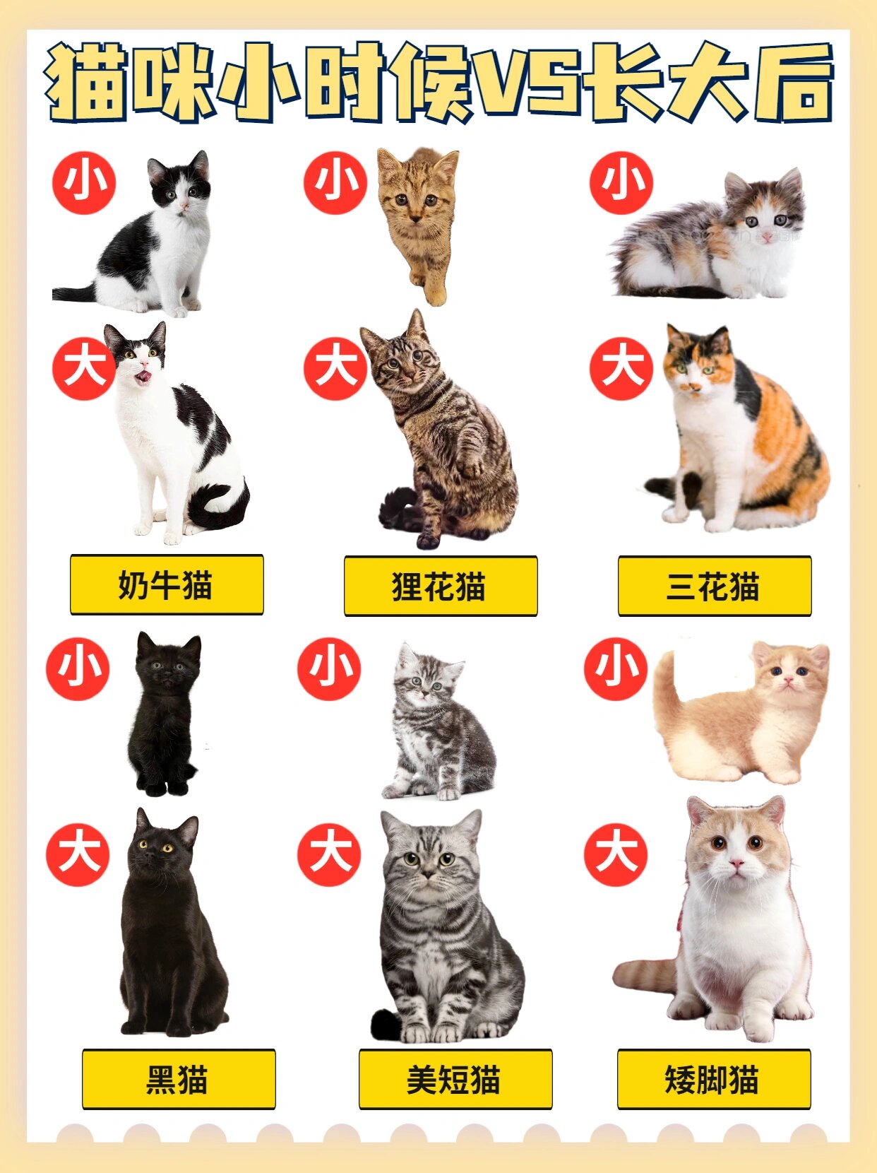猫咪小时候与长大后对比|真的太真实了
