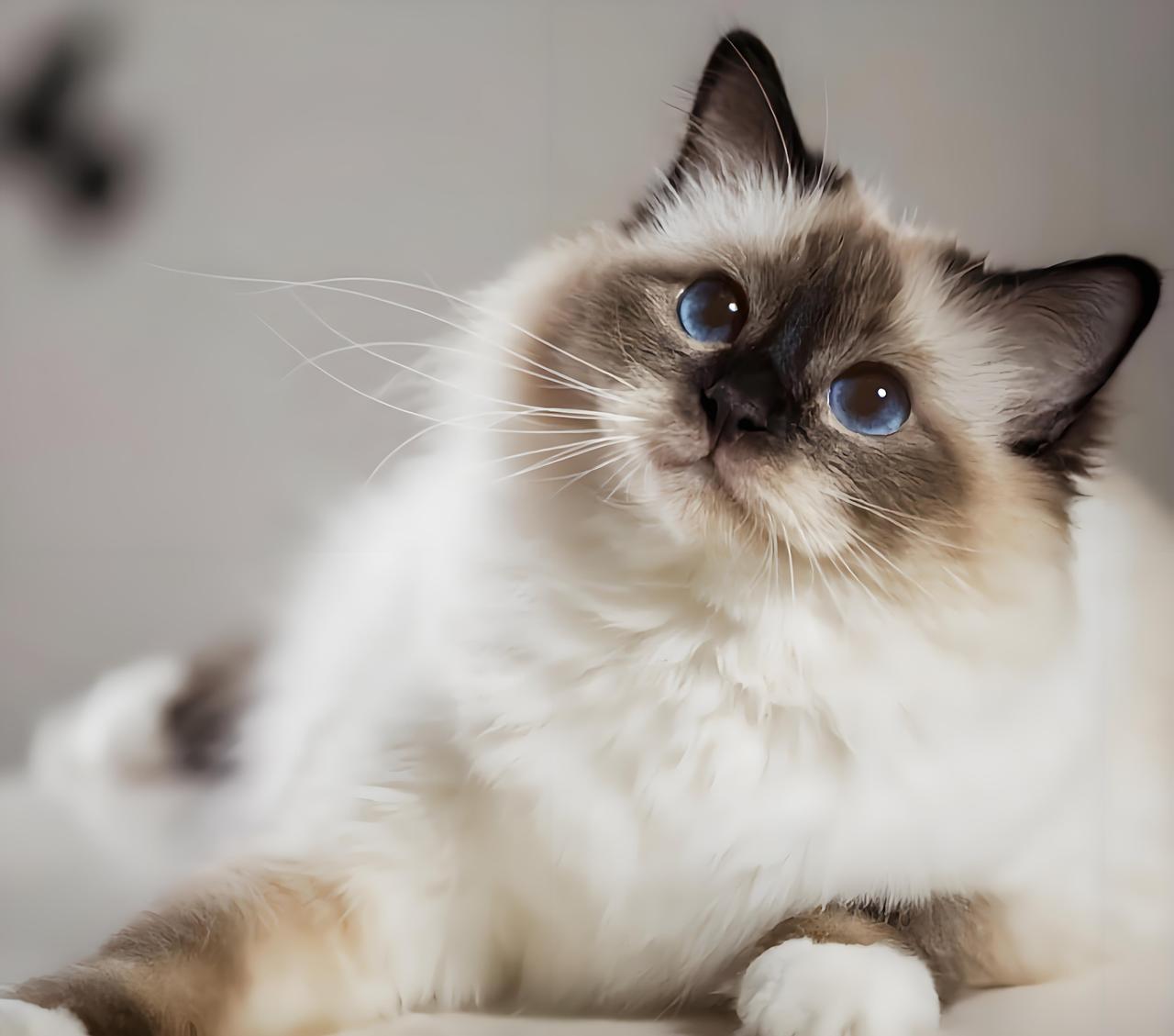 今日主角——伯曼猫 【初见伯曼,一眼万年】   伯曼猫,缅甸的守护神猫