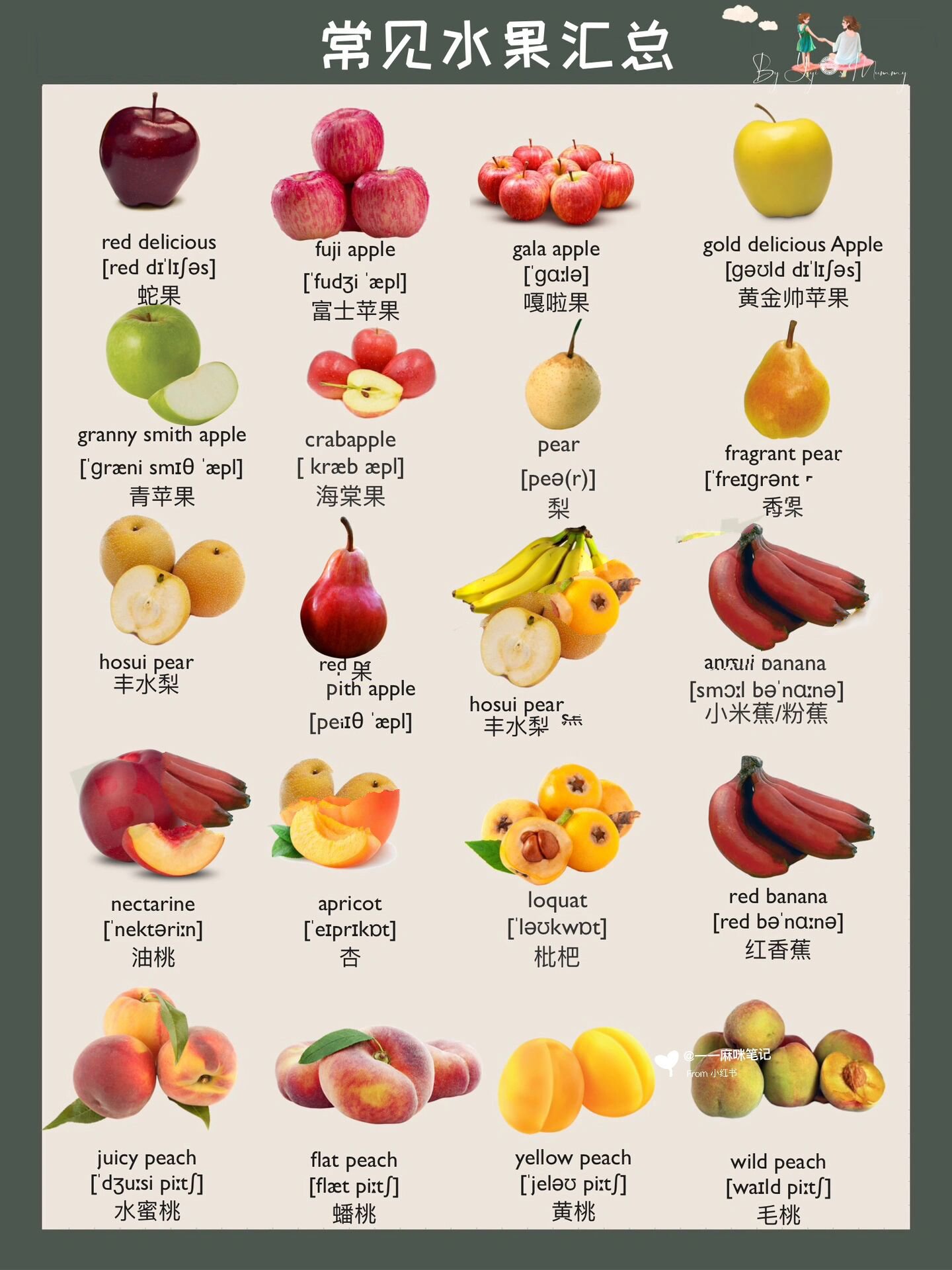 上百种常见水果fruits中英文汇总|d43