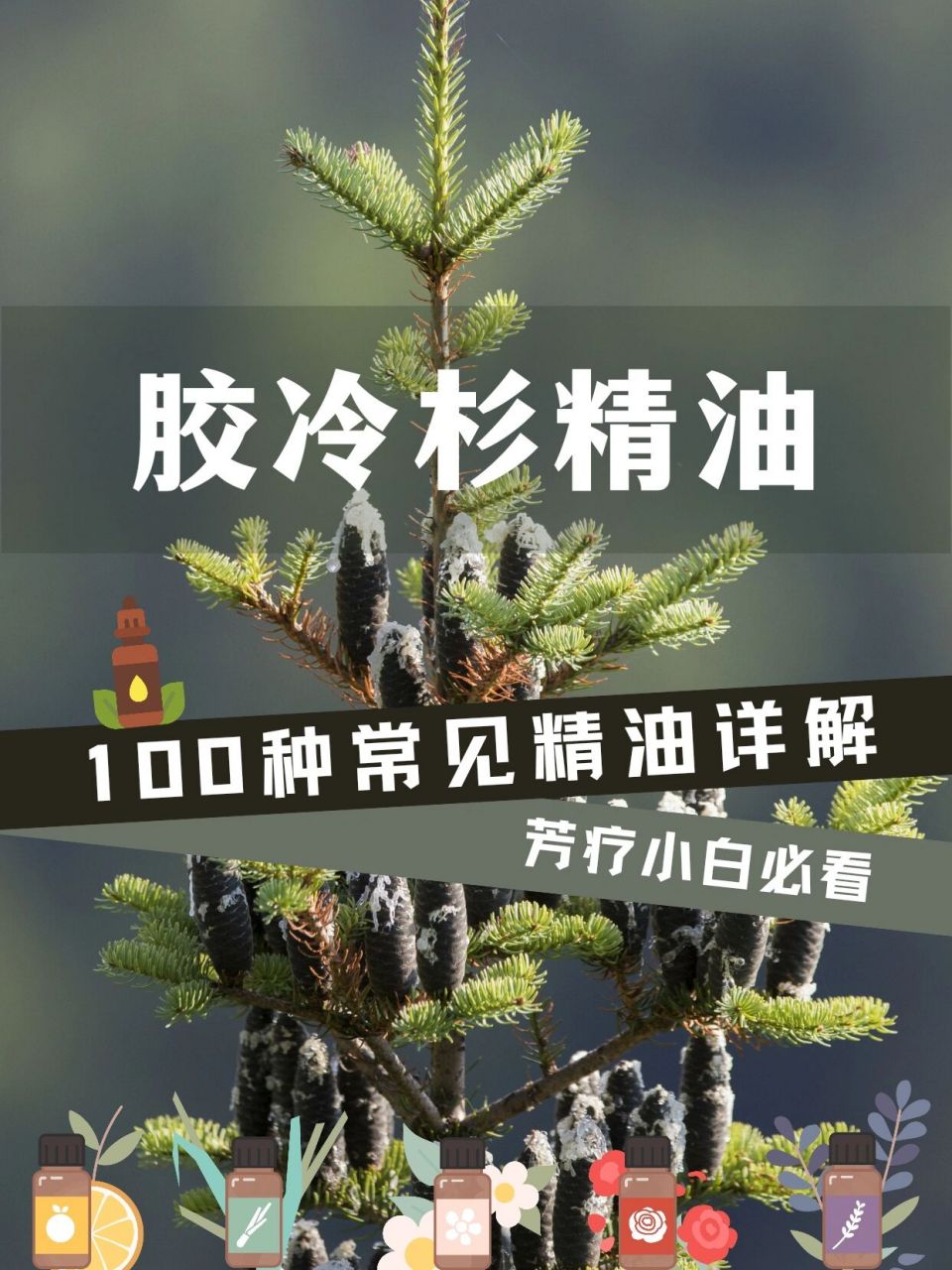 客观理性胶冷杉精油,守护呼吸安抚关节!