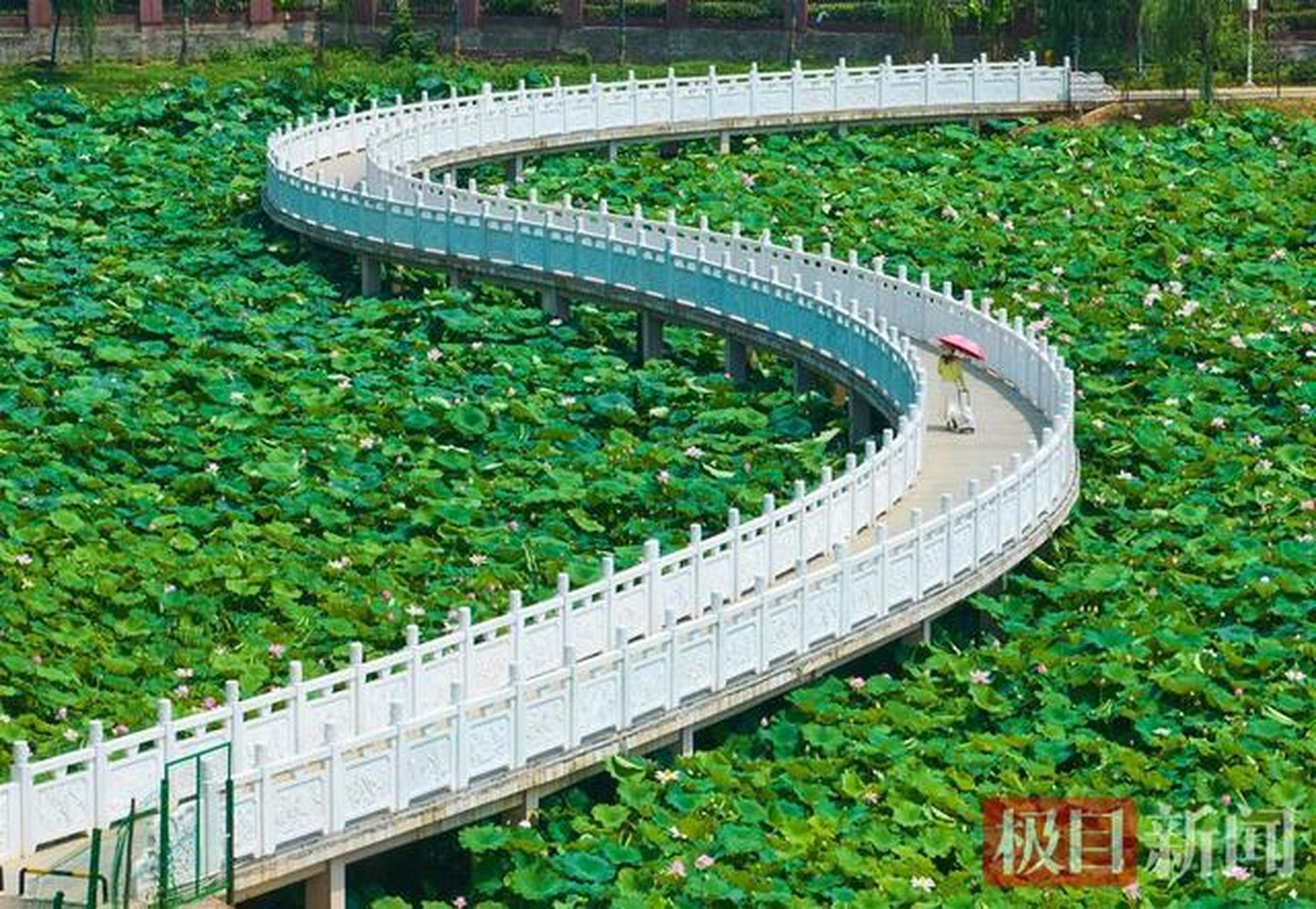 武汉文旅资讯#【武汉江夏谭鑫培公园荷花盛开 快来打卡】日前,武汉市
