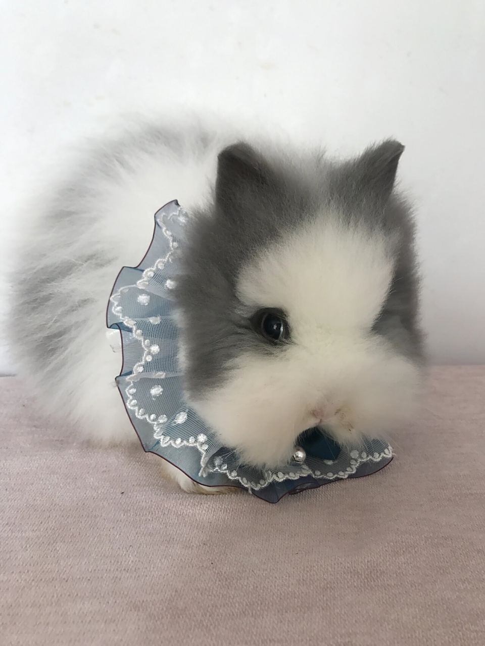 大爆毛灰白道奇猫猫兔,超级大开脸,小猫的样子,特别适合造型卡通苹果