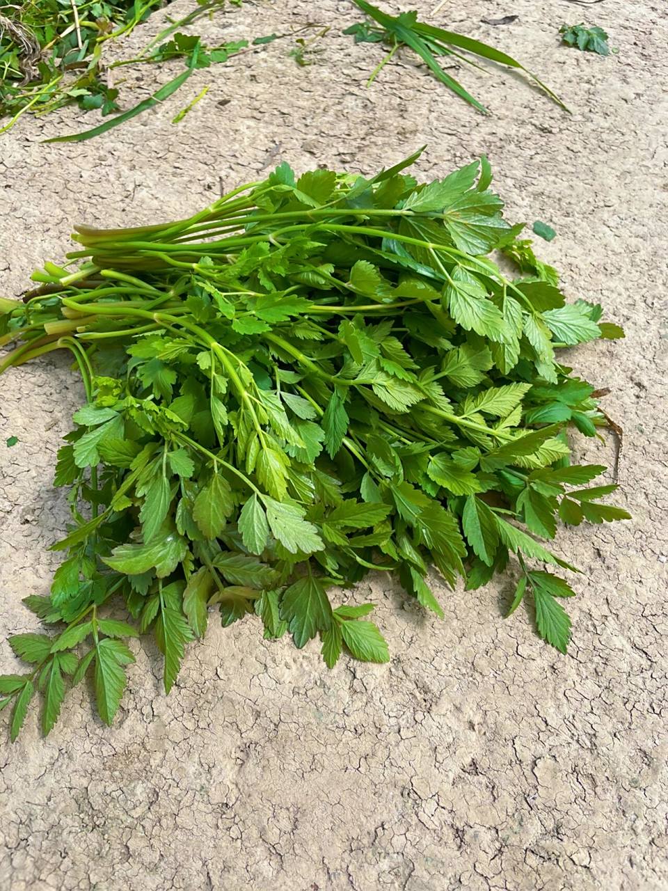 春天野菜之水芹菜 水库边丛生的野芹菜 5min薅一大把