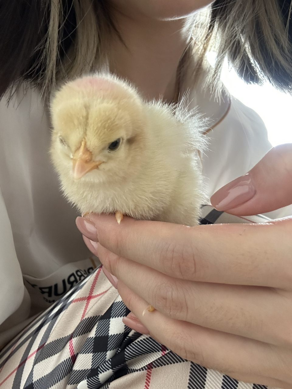 紧急求救 小鸡有一只眼睛睁不开了 它是这一群里面最小的一只,有一只