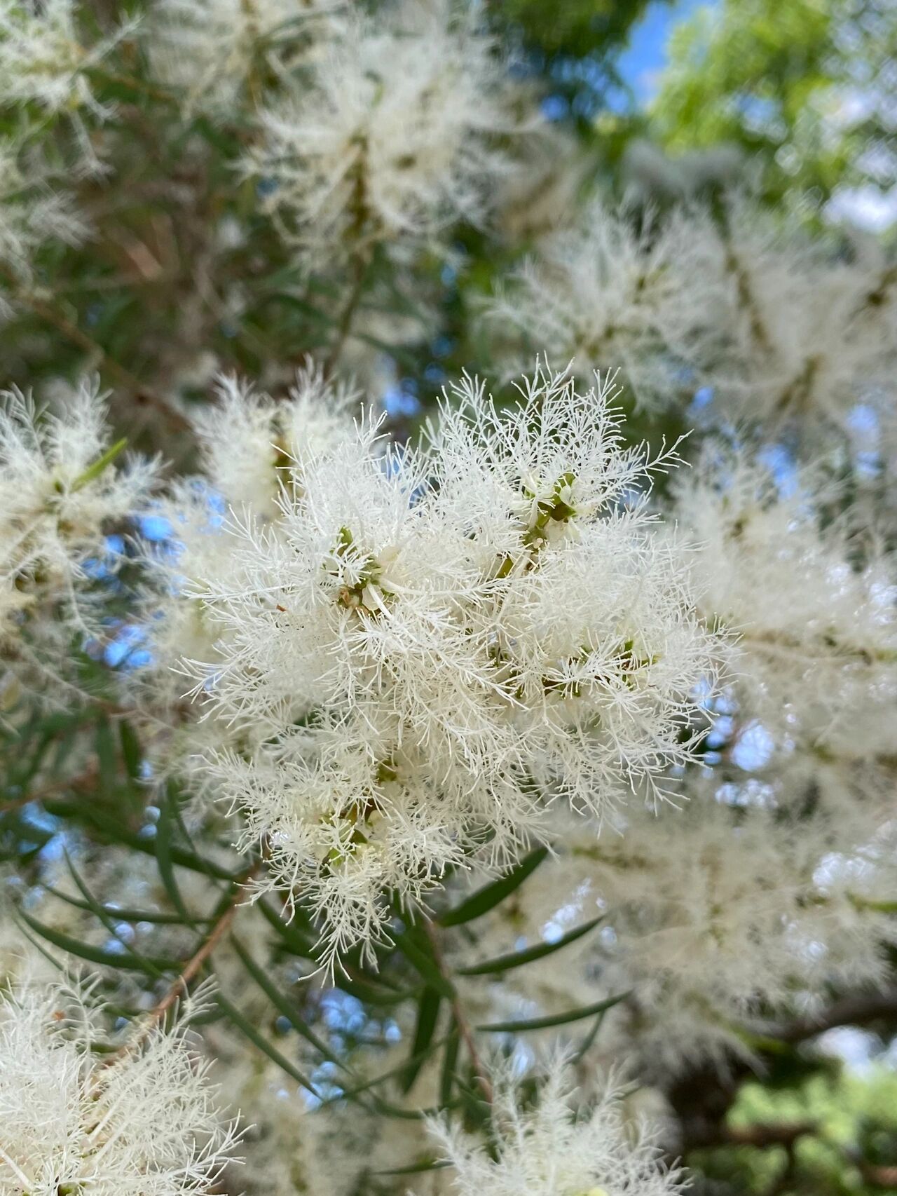 白千层花语图片