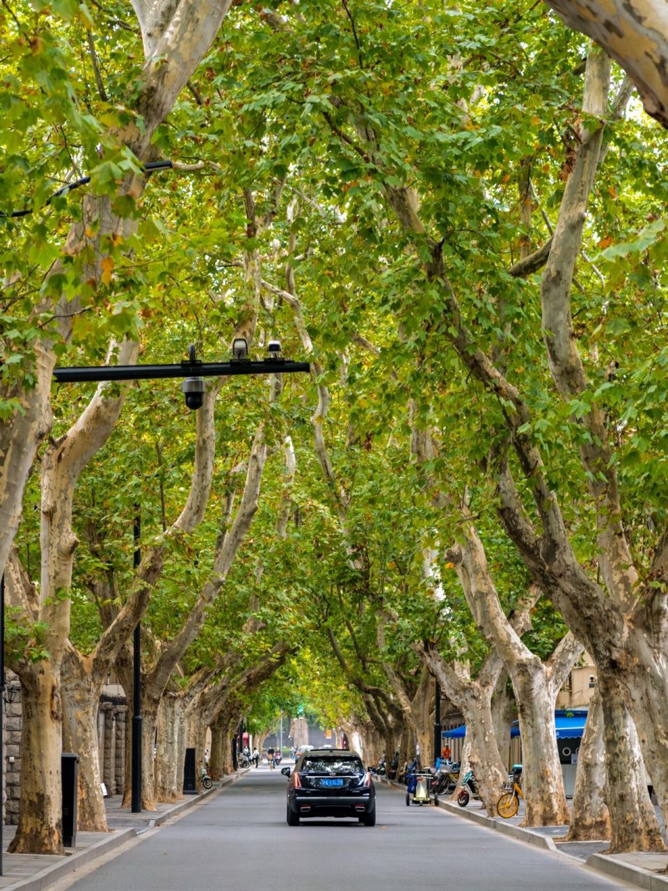 98被秋天上海的梧桐街道一整个浪漫住75 提起梧桐树,"南京似乎有