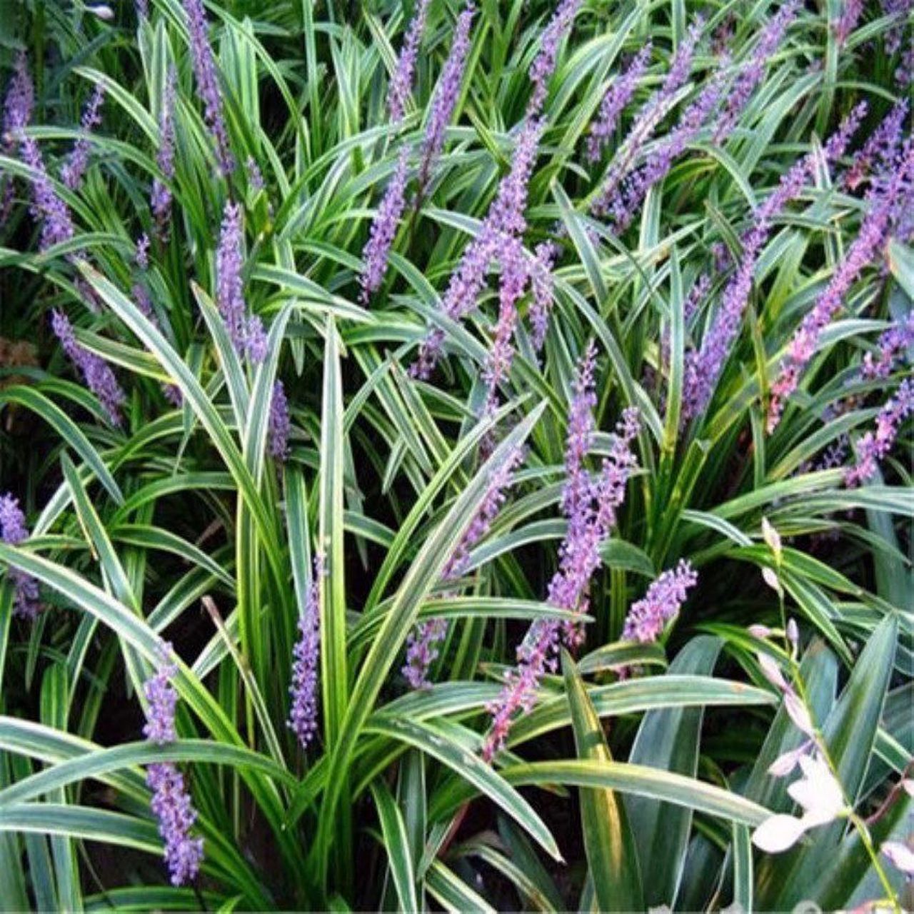 每日一花一草(吉祥草) 吉祥草,又名紫衣草,百合科多年生绿草本植物.吉