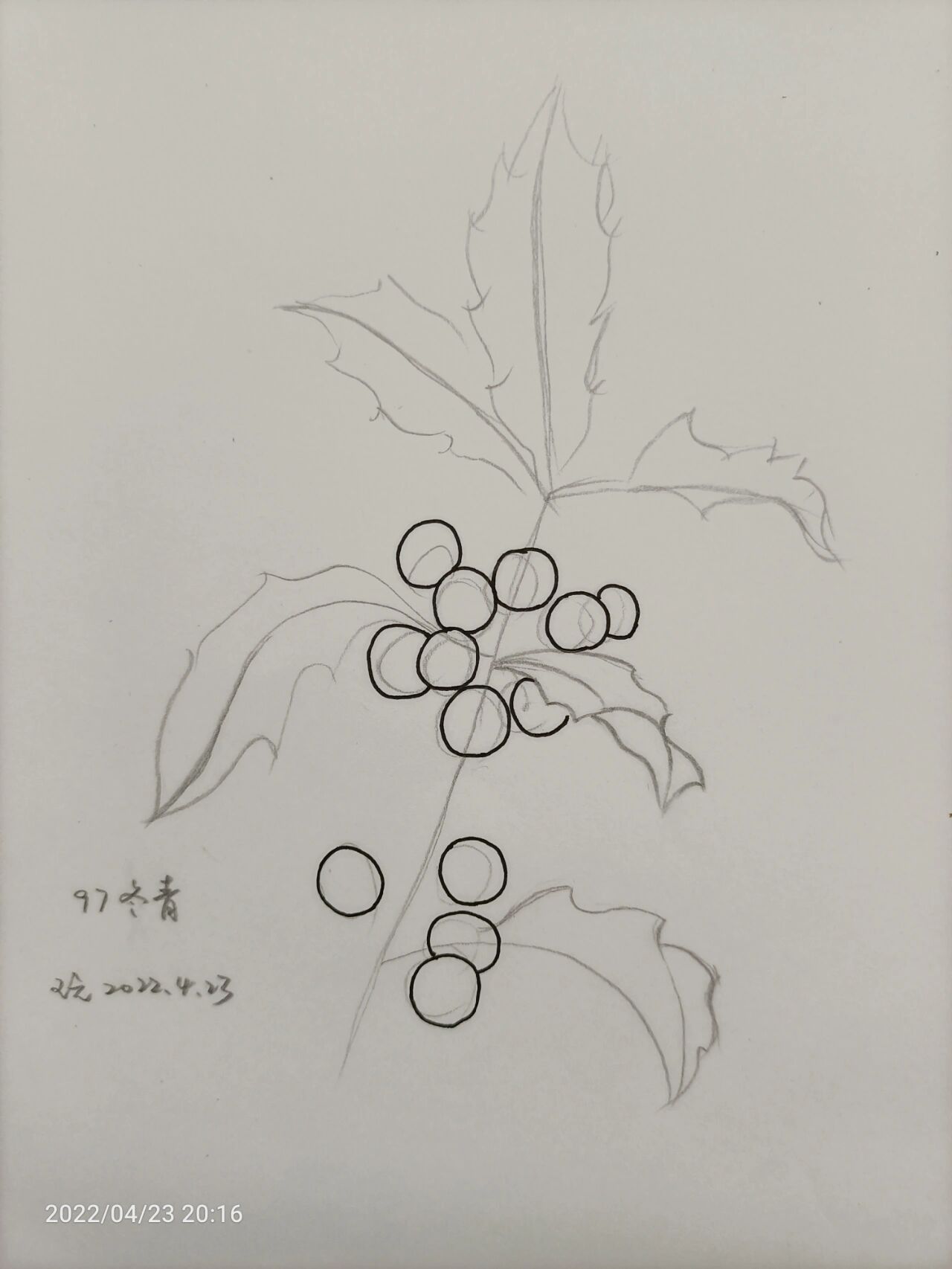 冬青