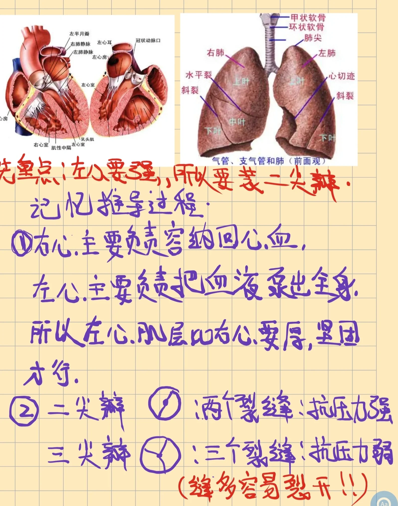 肺和心脏位置图片图片