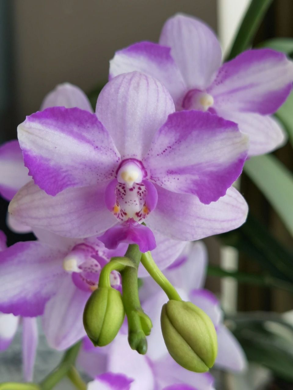 蝴蝶兰品种简介: 紫水晶 蝴蝶兰紫水晶属于夏花型蝴蝶兰,喜在夏季盛开