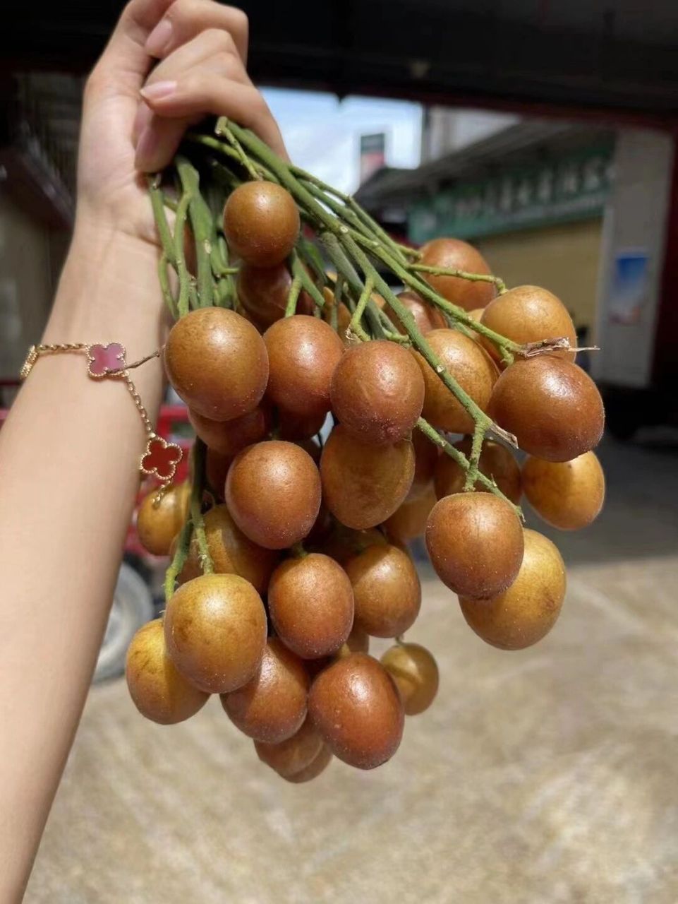 黑皮黄皮果图片果实图片