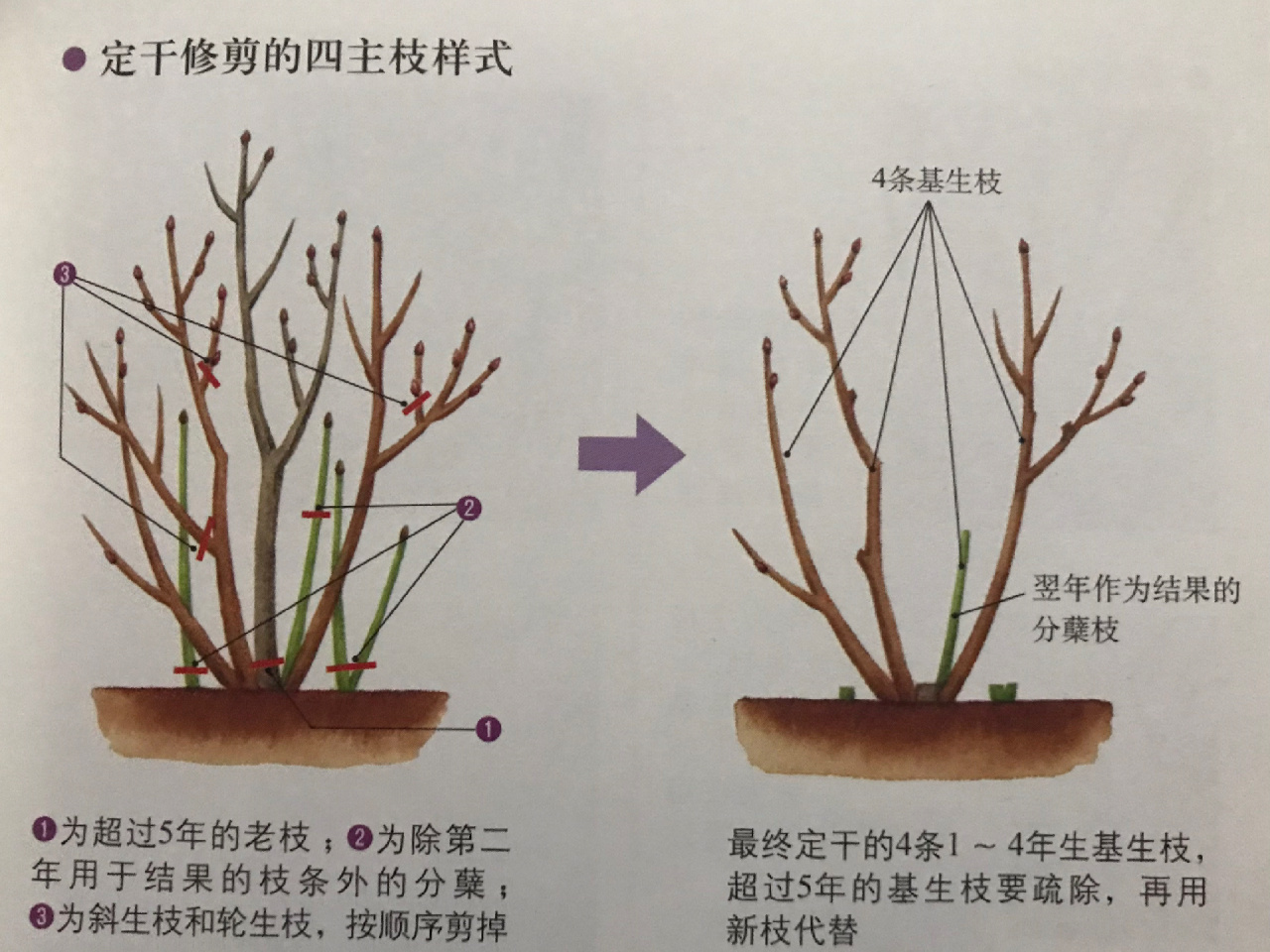 蓝莓08修剪,扦插