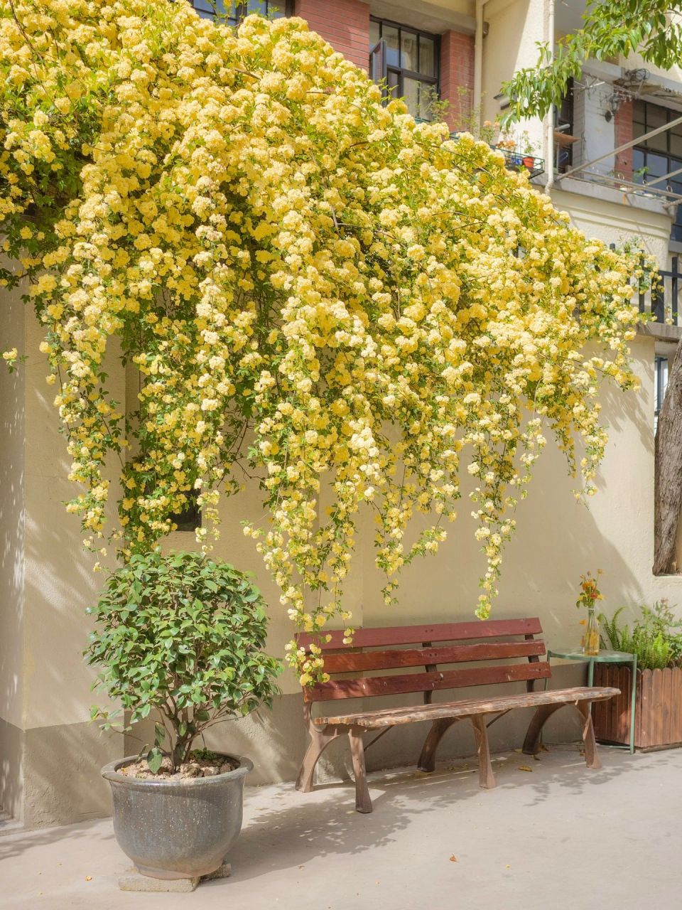 上海愚园路的春天98 99愚园路1088弄 在小巷子偶遇盛放的木香花