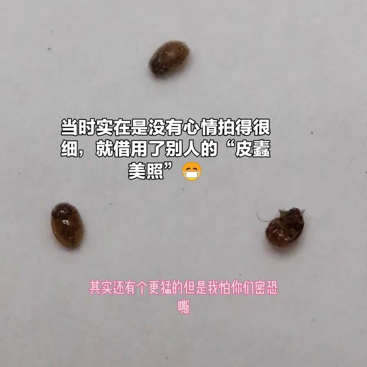 钩纹皮蠹图片