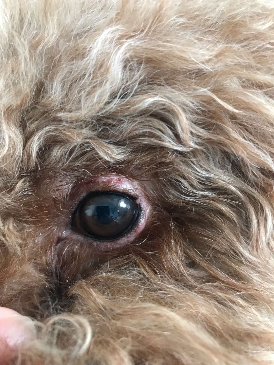 狗狗眼睛长麦粒肿图片